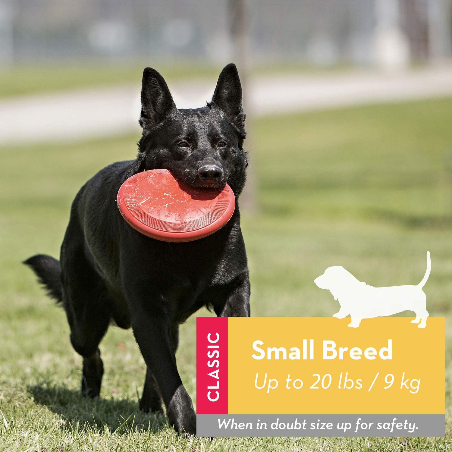KONG - Flyer - Durable Rubber Flying Disc Dog Toy - For Small Dogs