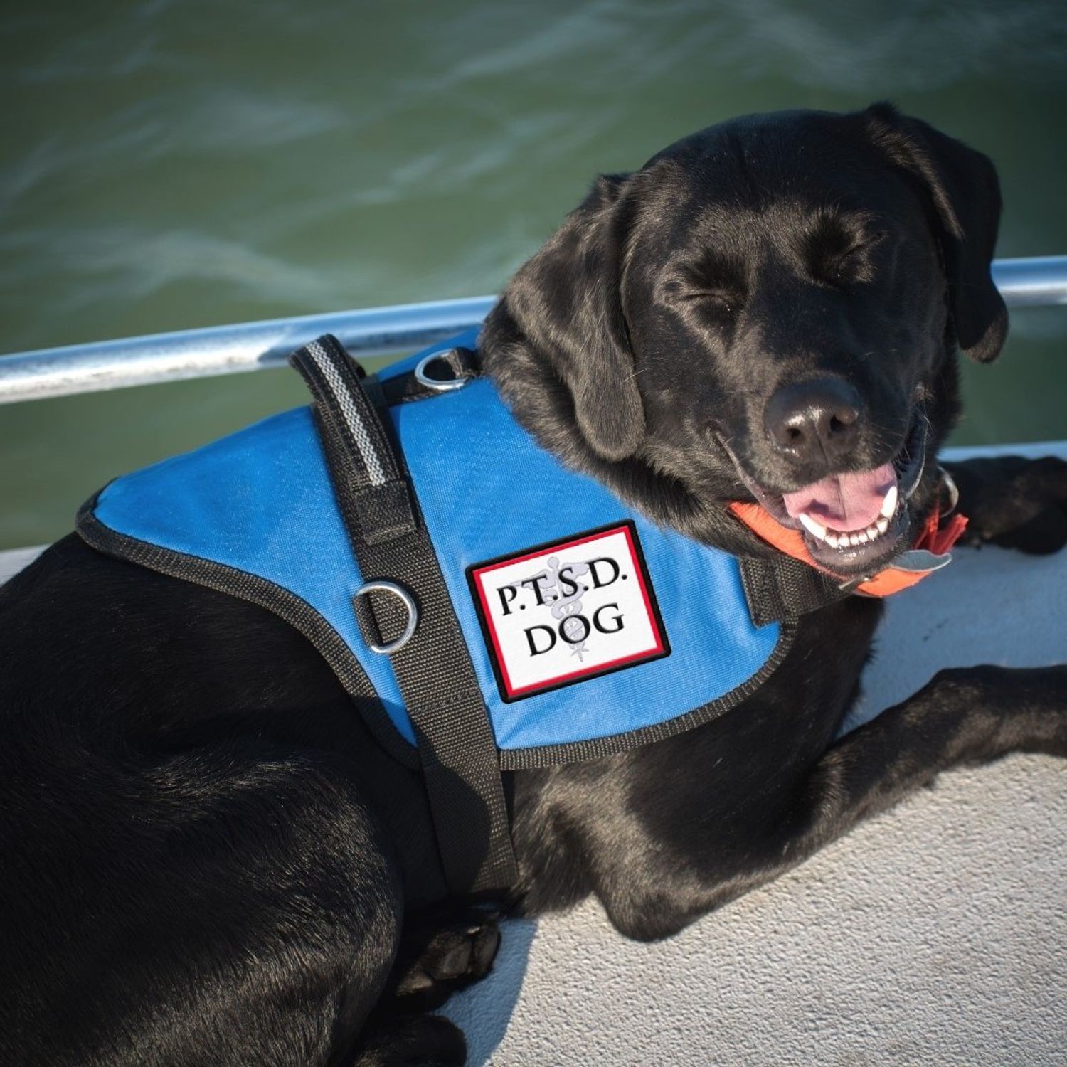 PTSD Dog Sew On Patch - Includes Five Service Dog Law Handout Cards – for Service Dog Vest or Harness