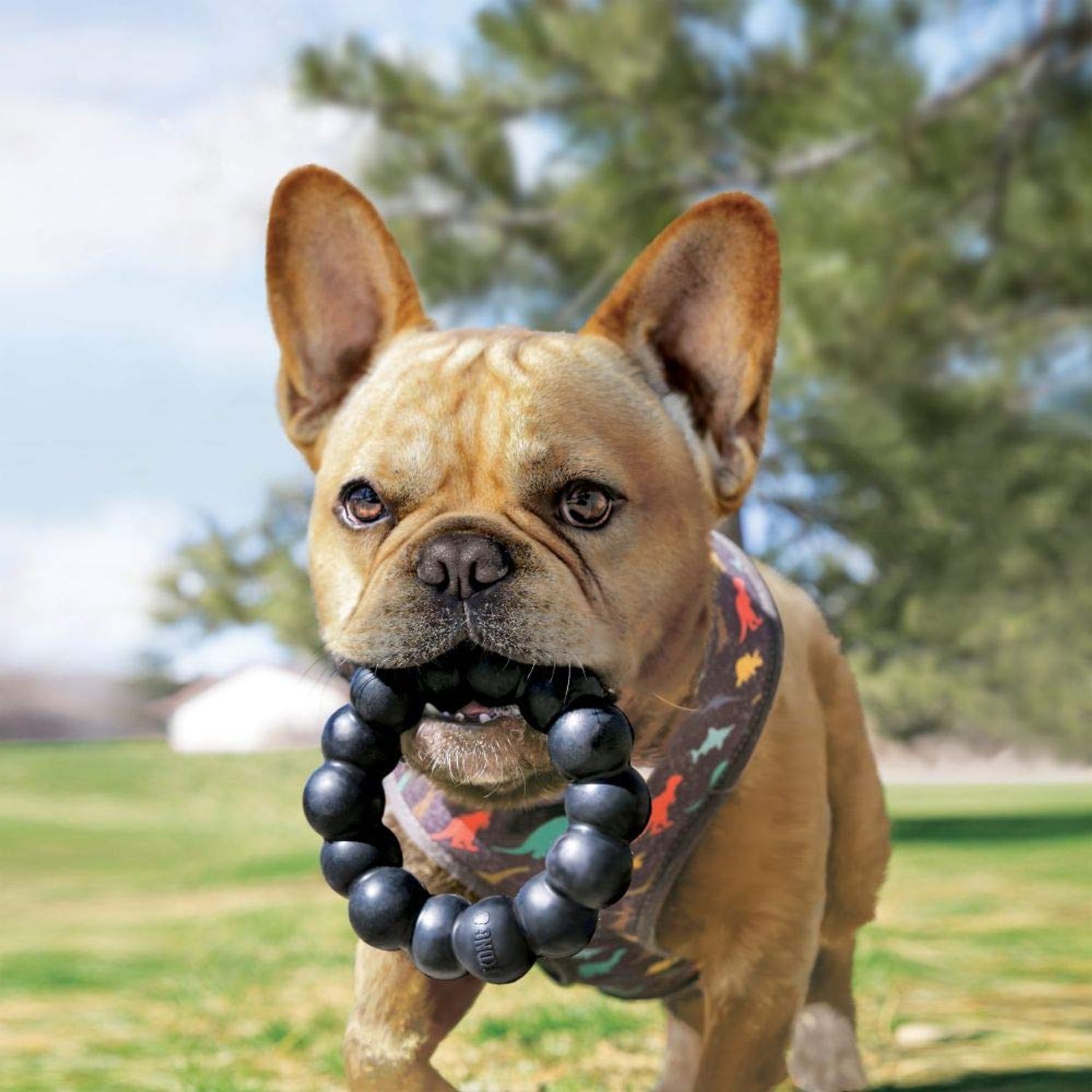 KONG Extreme Ring - Durable Natural Rubber Ring Toy for Healthy Chewing Habits - Chew Toy Supports Dog Dental Health - Dog Toy Supports Instincts During Playtime - for XL Dogs
