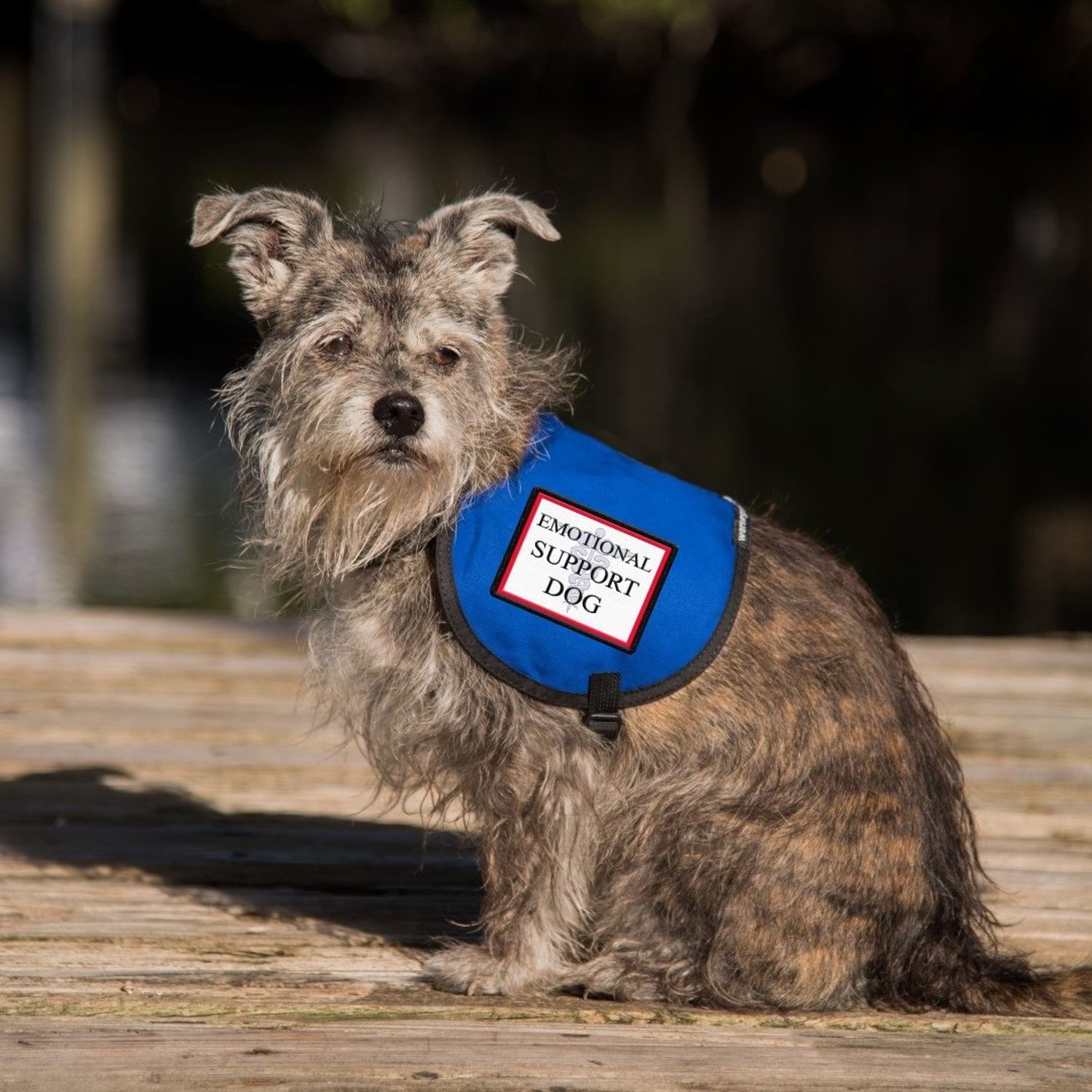 Emotional Support Dog Vest - Complete with Two Patches (4-7 Pounds, RED) - Includes 5 Federal Law ESA Handout Cards