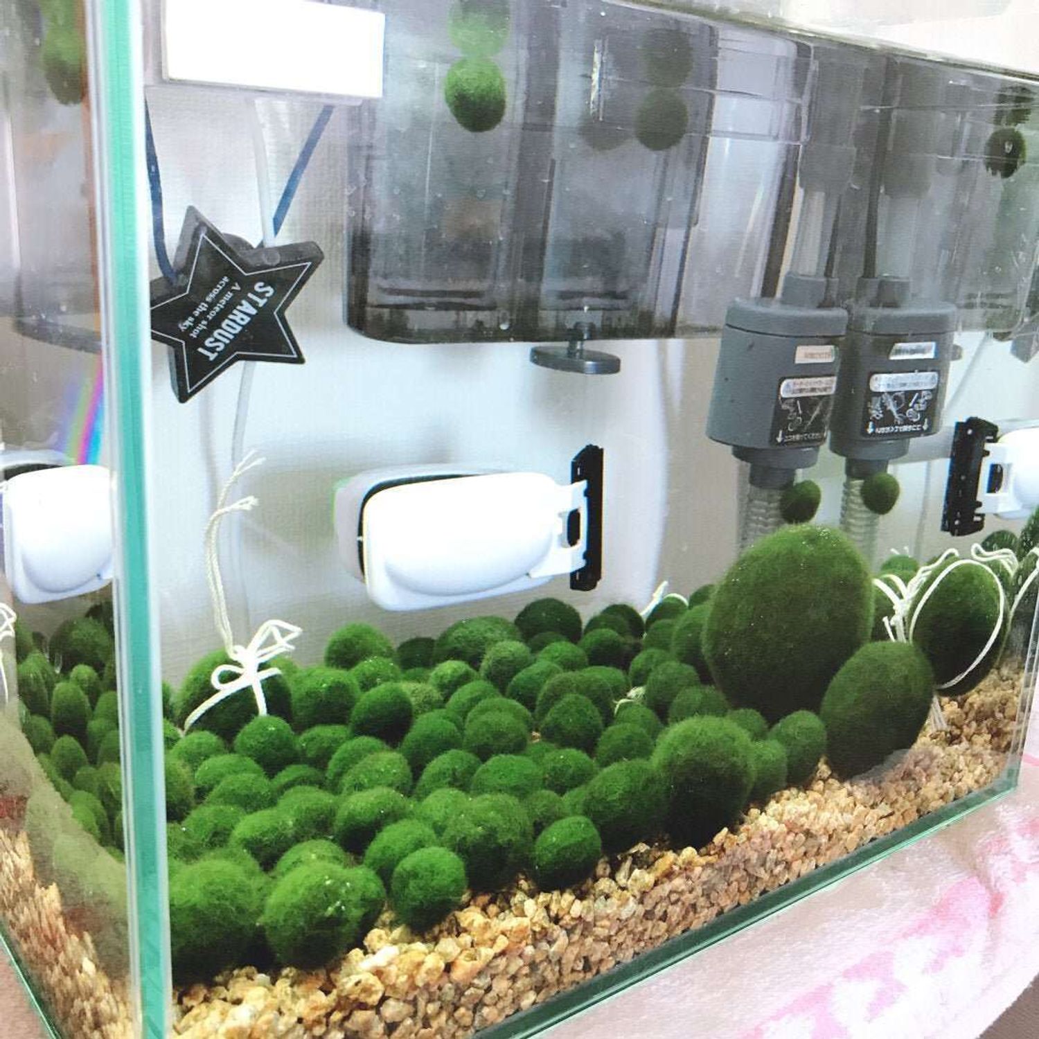 6 PCS Live Marimo Moss Ball Pet Kokedama for 20 Gallon Aquarium
