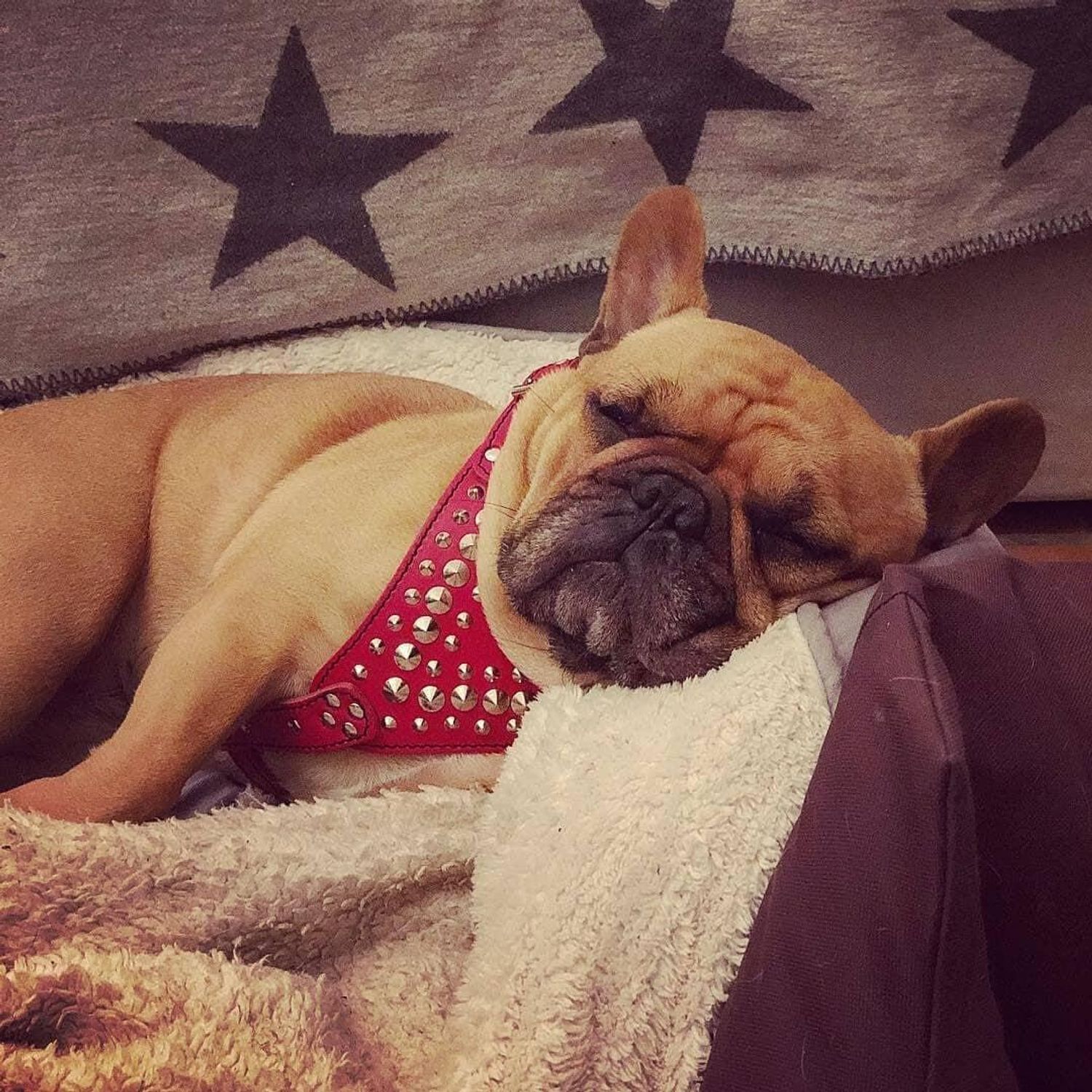 Bestia Star Studded Leather Dog Harness
