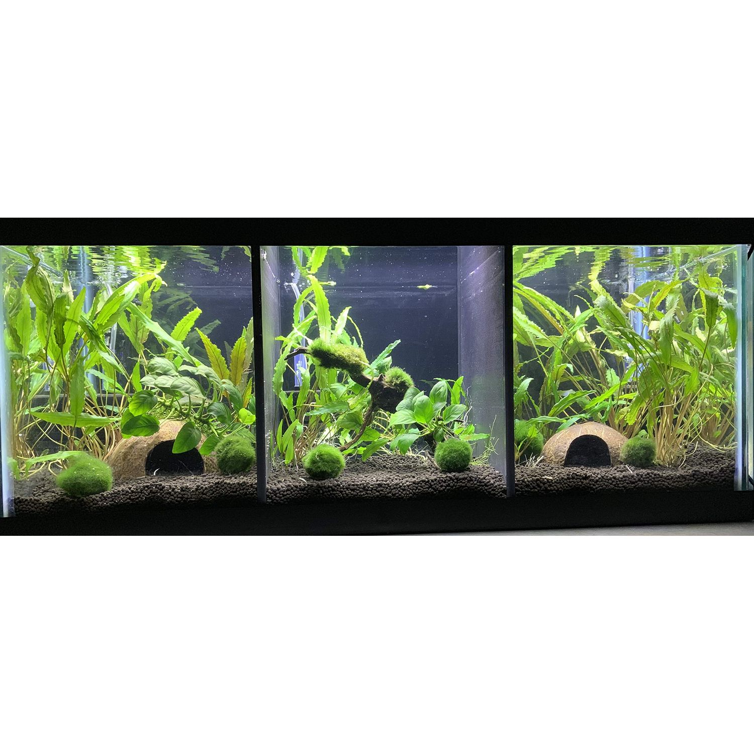 Lifewithpets 20 Gallon Long Aquarium Tank Divider (3 Pack) Check Compatible Tank Below.