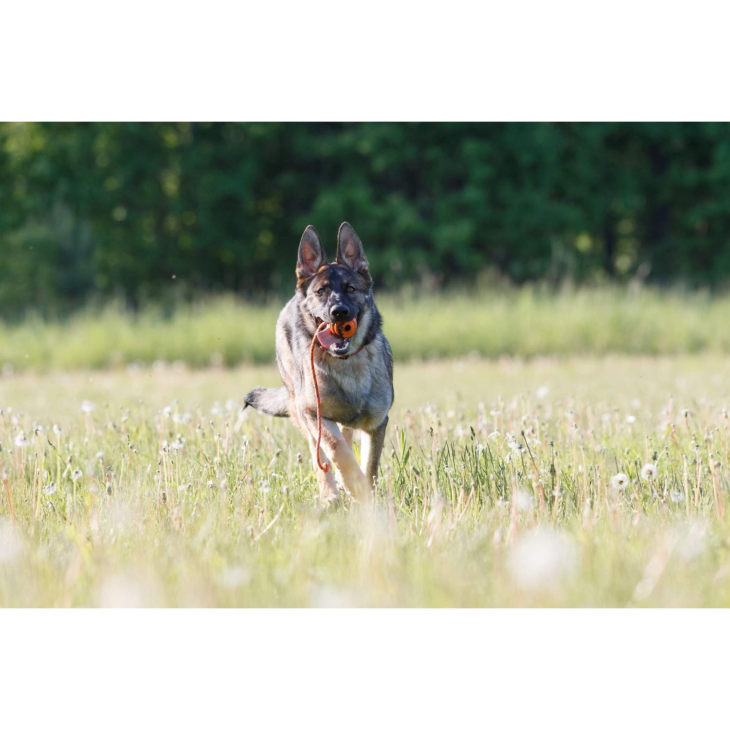 PlayfulSpirit Durable Natural Rubber Ball on a Rope - Perfect Dog Training, Exercise and Reward Tool - Medium Size Dog Toy for Fetch, Catch, Throw and Tug War Plays – Happy Playtime Guaranteed