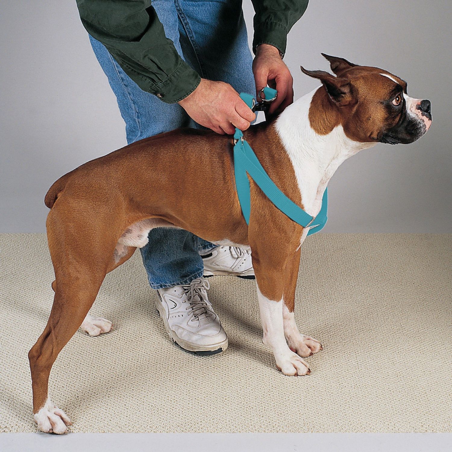 Guardian Gear Nylon 2-Step Dog Harness, Fits Chests 15" to 25", Malibu Blue