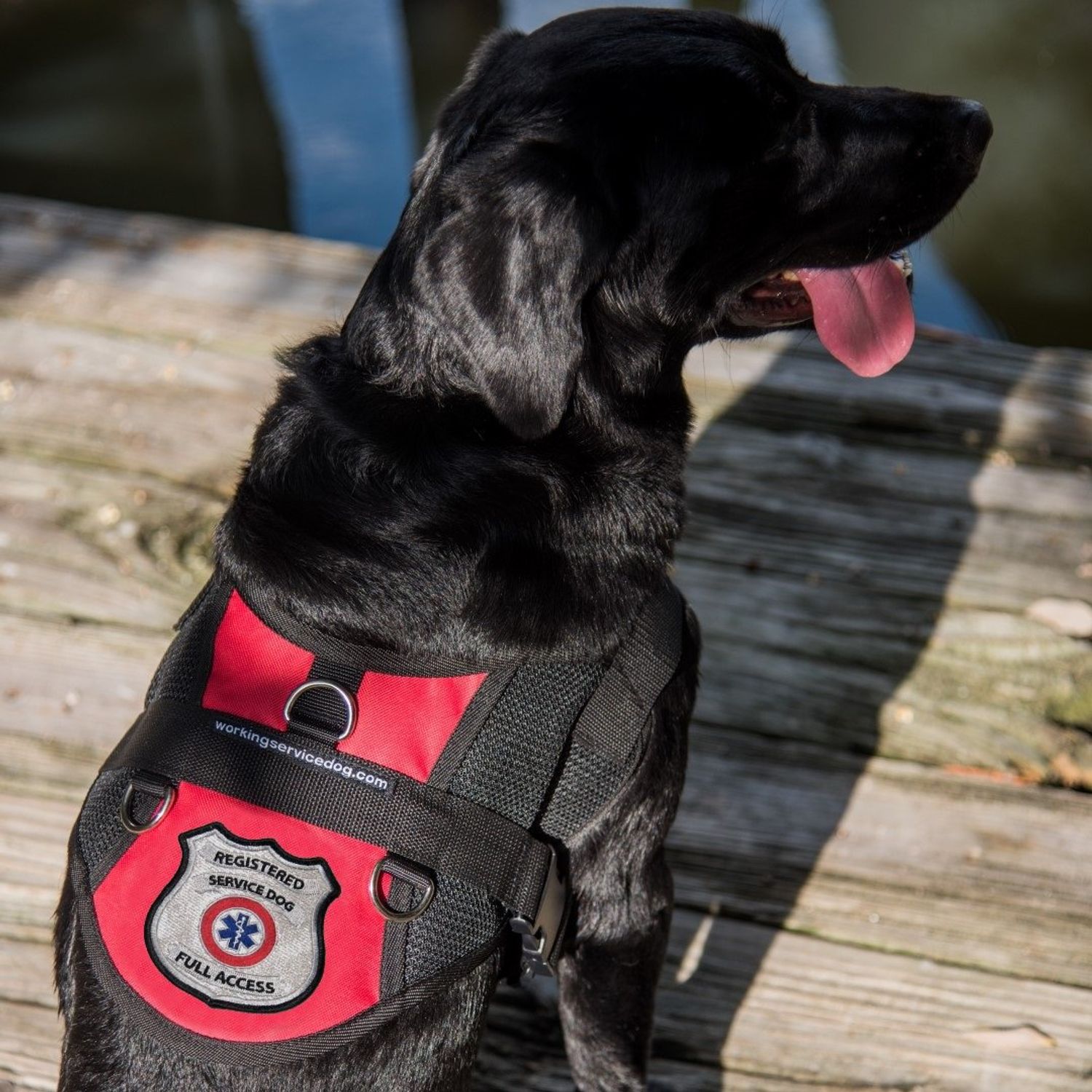 Registered Service Dog Sew On Patch - Includes Five Service Dog Law Handout Cards – for Service Dog Vest or Harness