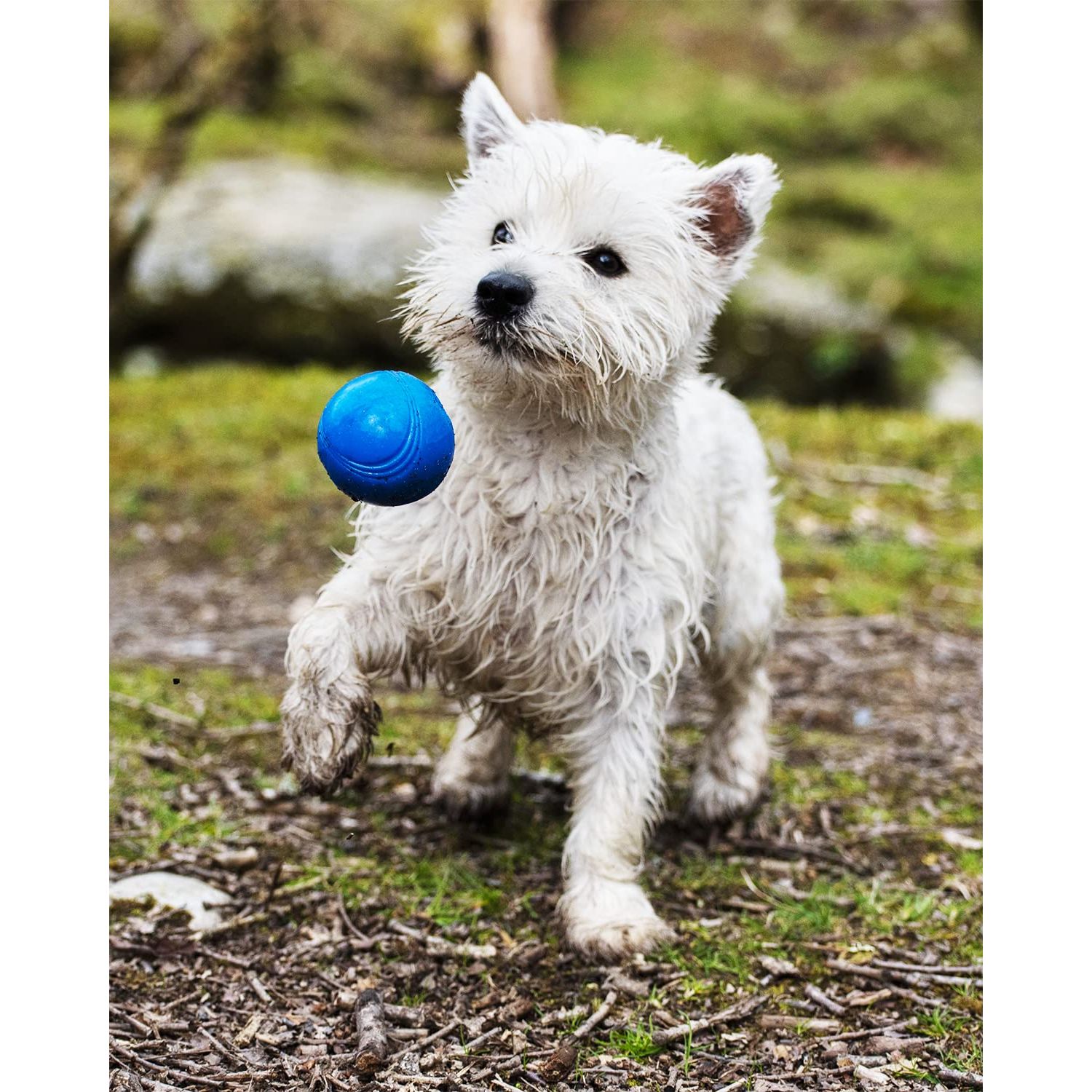 Chuckit! Crunch Ball Dog Toy, Medium (Pack of 2)