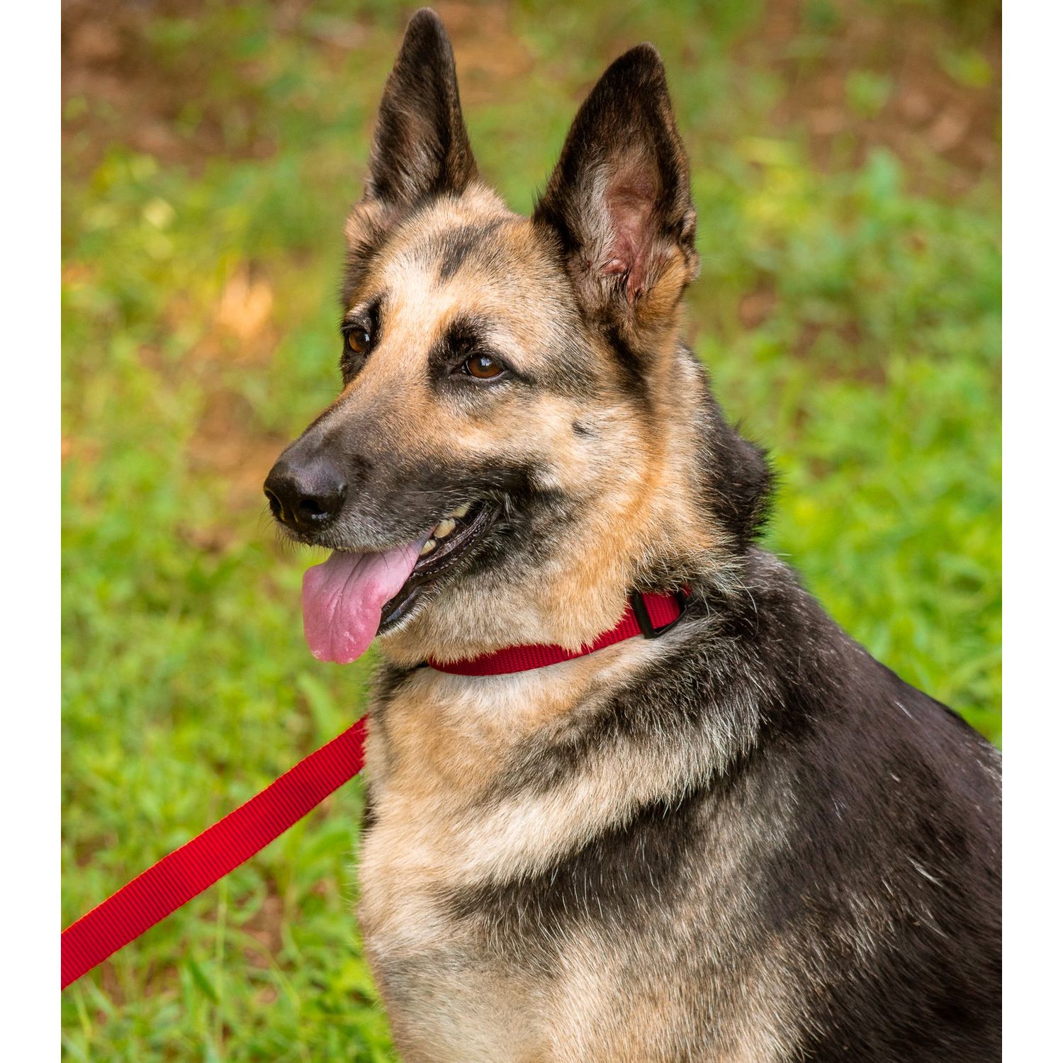 Country Brook Petz - Nylon Dog Leash - Strong, Durable, Traditional Style Leash with Easy to Use Snap - 25+ Colors (5/8 Inch Wide, 4 Foot, Red)
