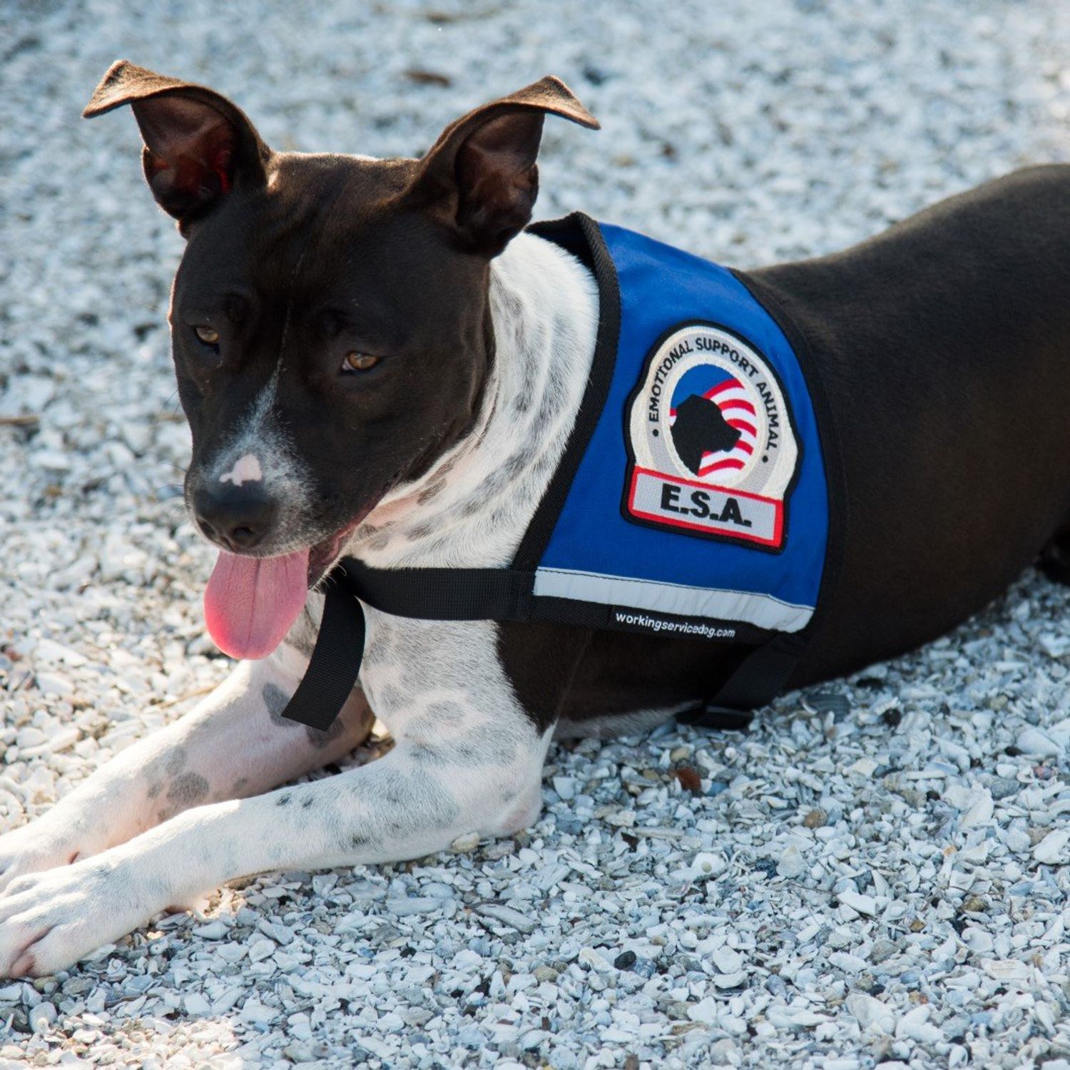 Premium ESA Emotional Support Dog Vest - Reflective - Zipper Pocket - ID Holder - Includes 5 Federal Law ESA Handout Cards (23-29" Girth, Raspberry)