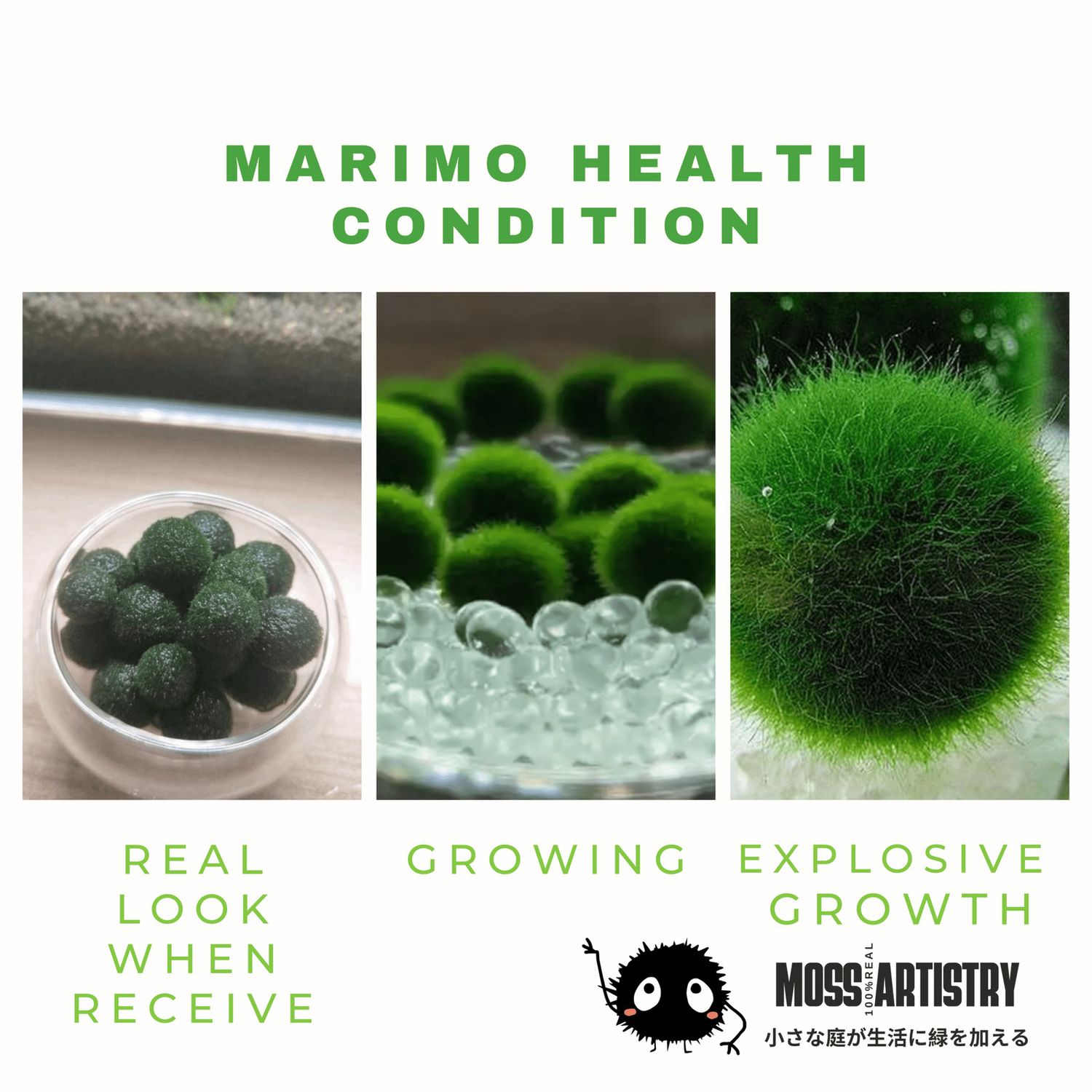 6 PCS Live Marimo Moss Ball Pet Kokedama for 20 Gallon Aquarium