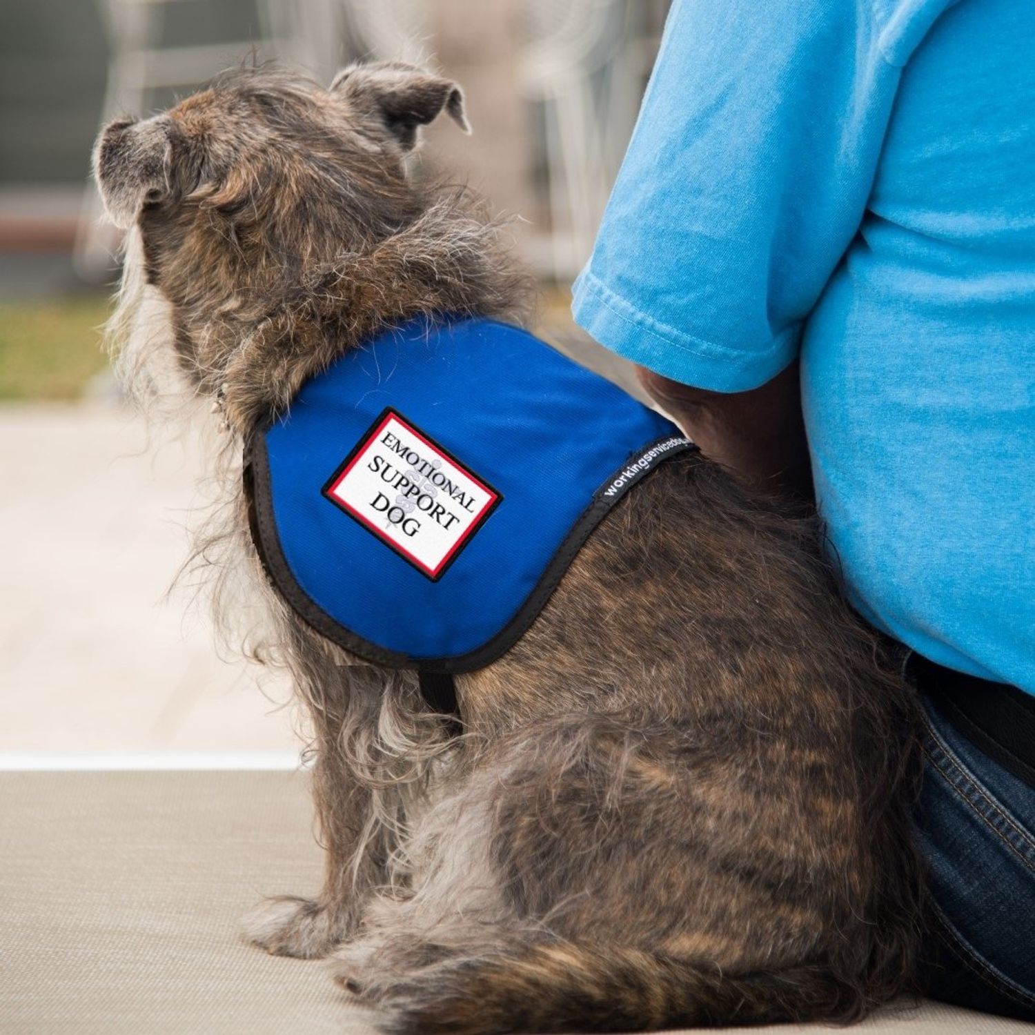 Emotional Support Dog Vest - Complete with Two Patches (4-7 Pounds, RED) - Includes 5 Federal Law ESA Handout Cards