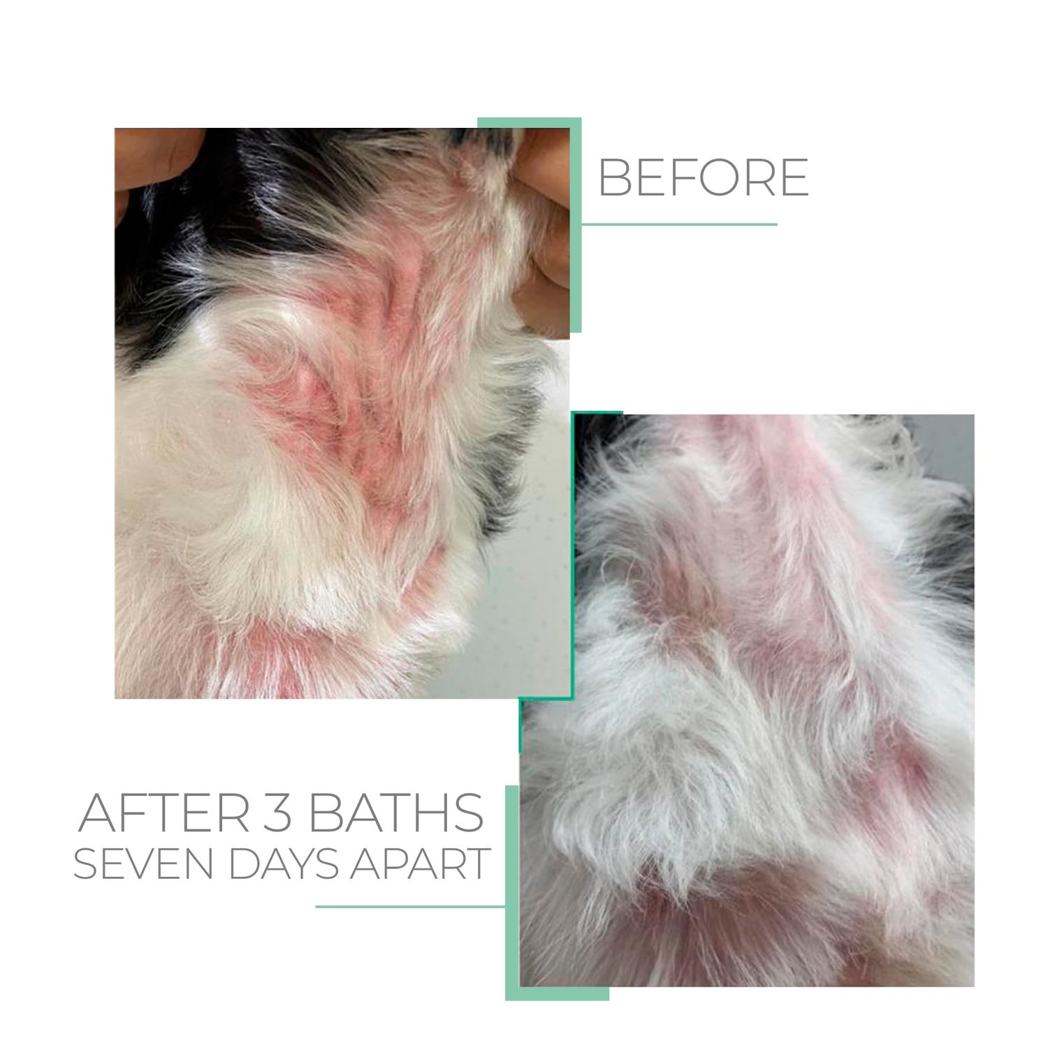 Hypoallergenic Shampoo for Sensitive Skin for Pets - Fur Cleanse, Nourishment & Hydration, All Ages Pet Grooming Products, Horse, Cat Dog Bath Supplies - Vegan, Paraben-Free - 10.1fl oz - PUREZA PET