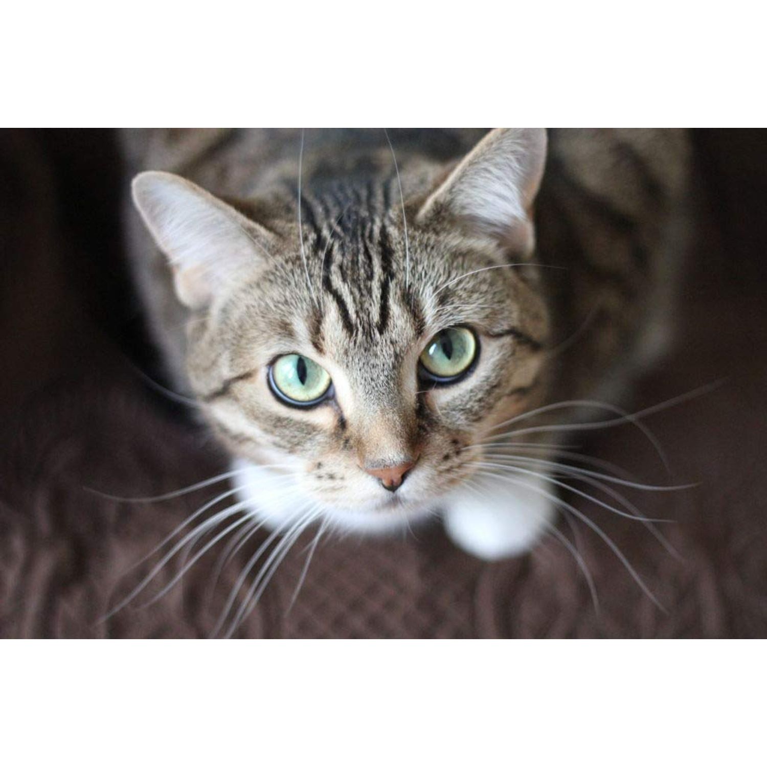 cat Urinary Supplement - CAT Urinary Tract Support - Premium Complex - Chews - cat Cranberry Urinary - 1 Bottle (90 Treats)