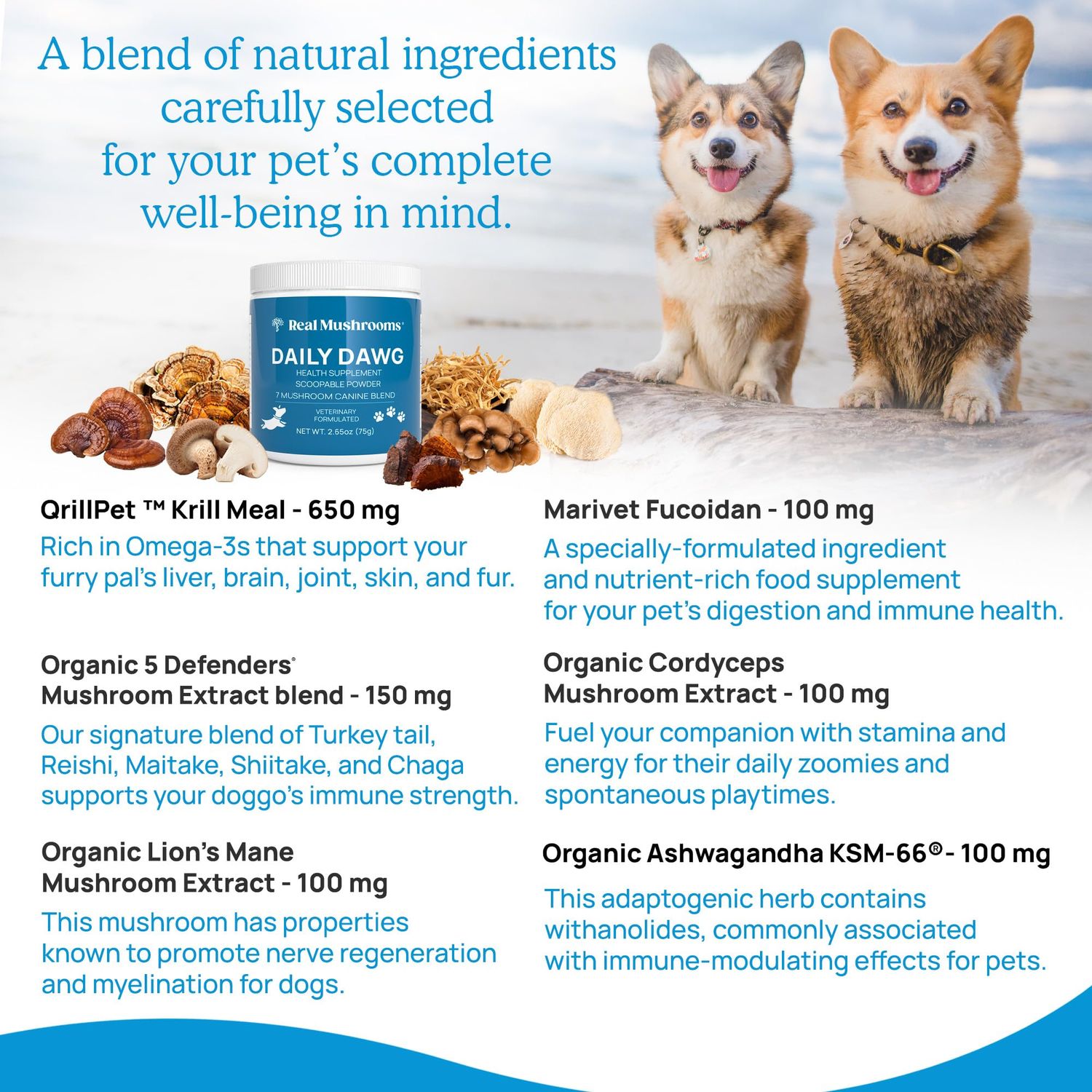 Whole Dog Health with Digestive and Immune Support - (2.65 oz) Bulk Mushroom Powder Supplement & Dog Vitamins with Real Mushrooms Lion's Mane, Cordyceps Mushroom, Turkey Tail, Reishi & Shiitake