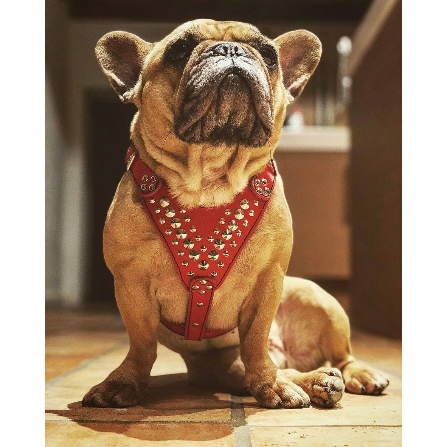 Bestia Star Studded Leather Dog Harness
