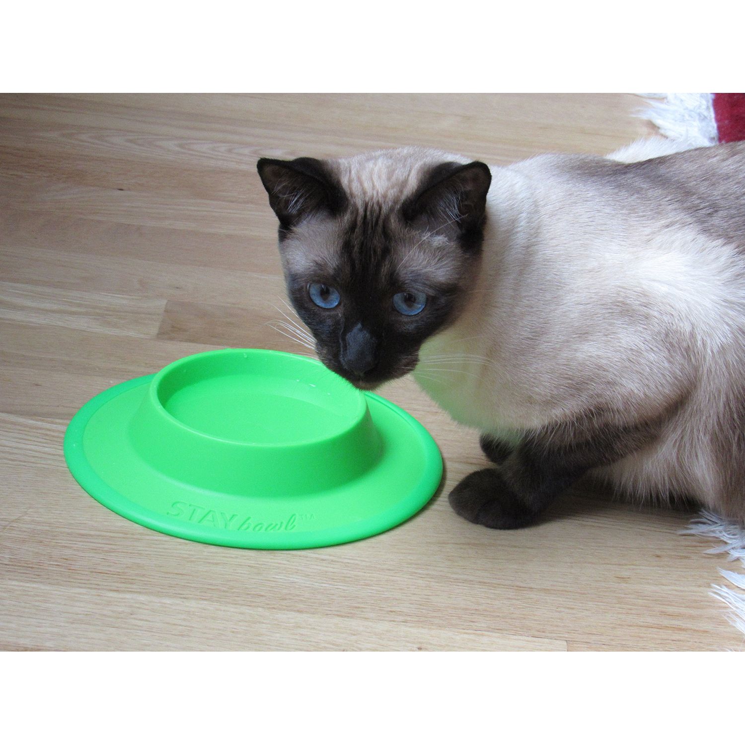 STAYbowl Pet Food and Water Bowl for Cats, Toy Breed Dogs, Bearded Dragons, Turtles, and Small Pets (3/4 Cup in Four Colors (Spring Green)