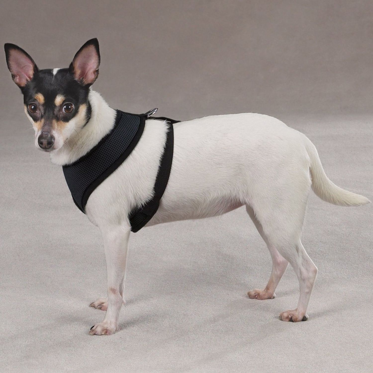Casual Canine Mesh Dog Harness, X-Large, Black