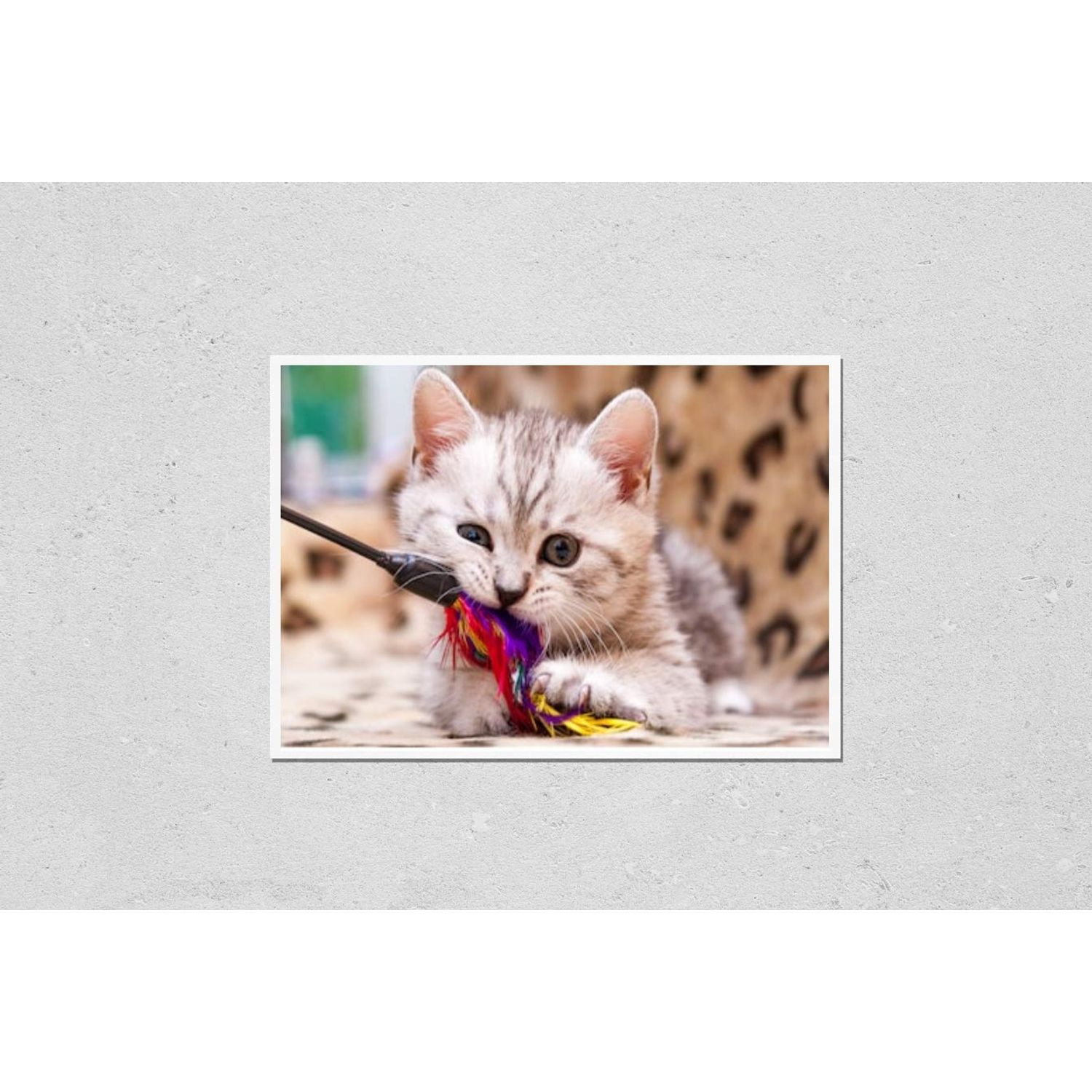 HardPress Wall Art Poster Print of Kitten Playing with Feather Wand - Small British Kitten Gray White Color Chews Cat Toy Looking at The Camera Close-Up