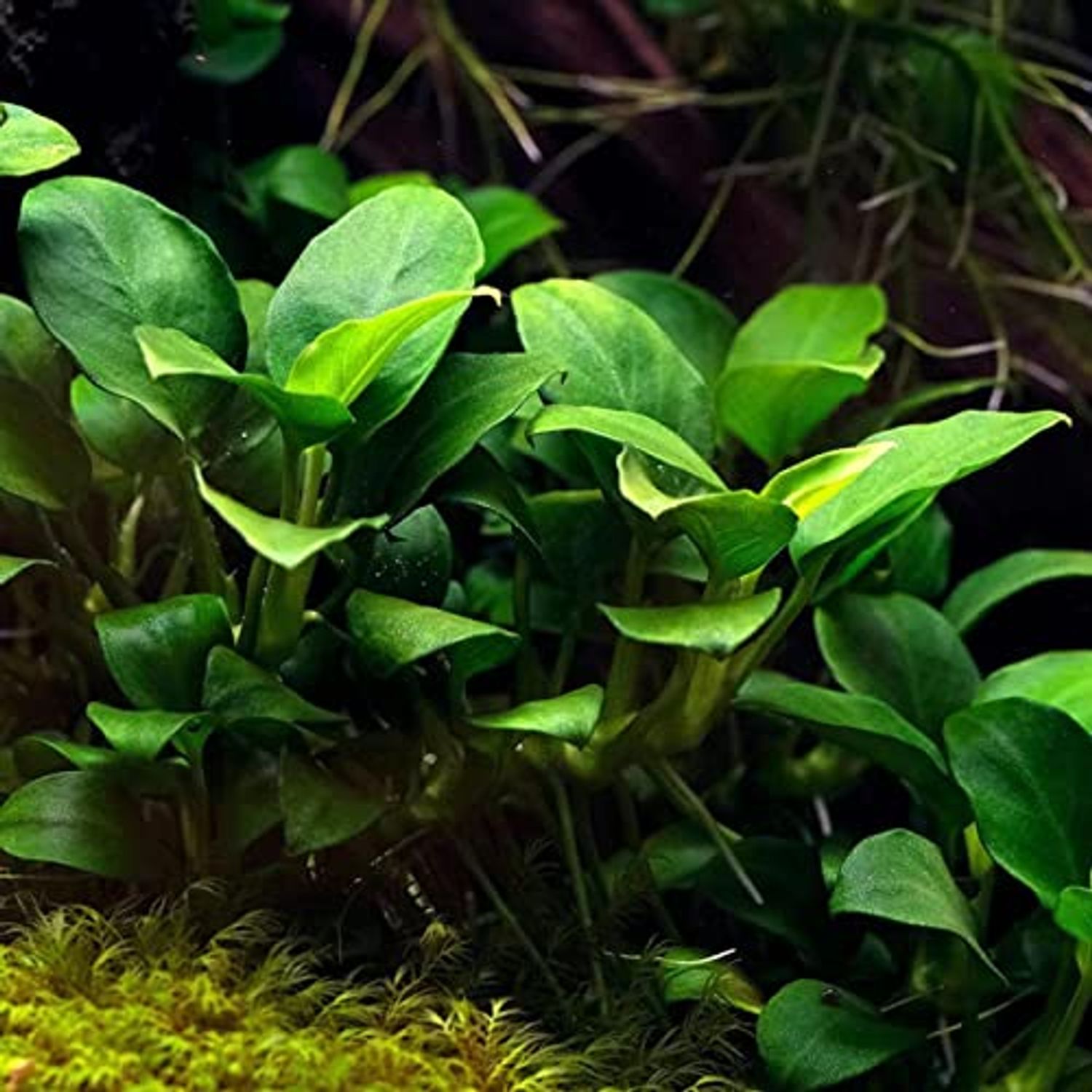 Buy2get1free,same plant Anubias Barteri Var. 'Nana Petite' Potted Plant Ps207 Live Aquarium Plant