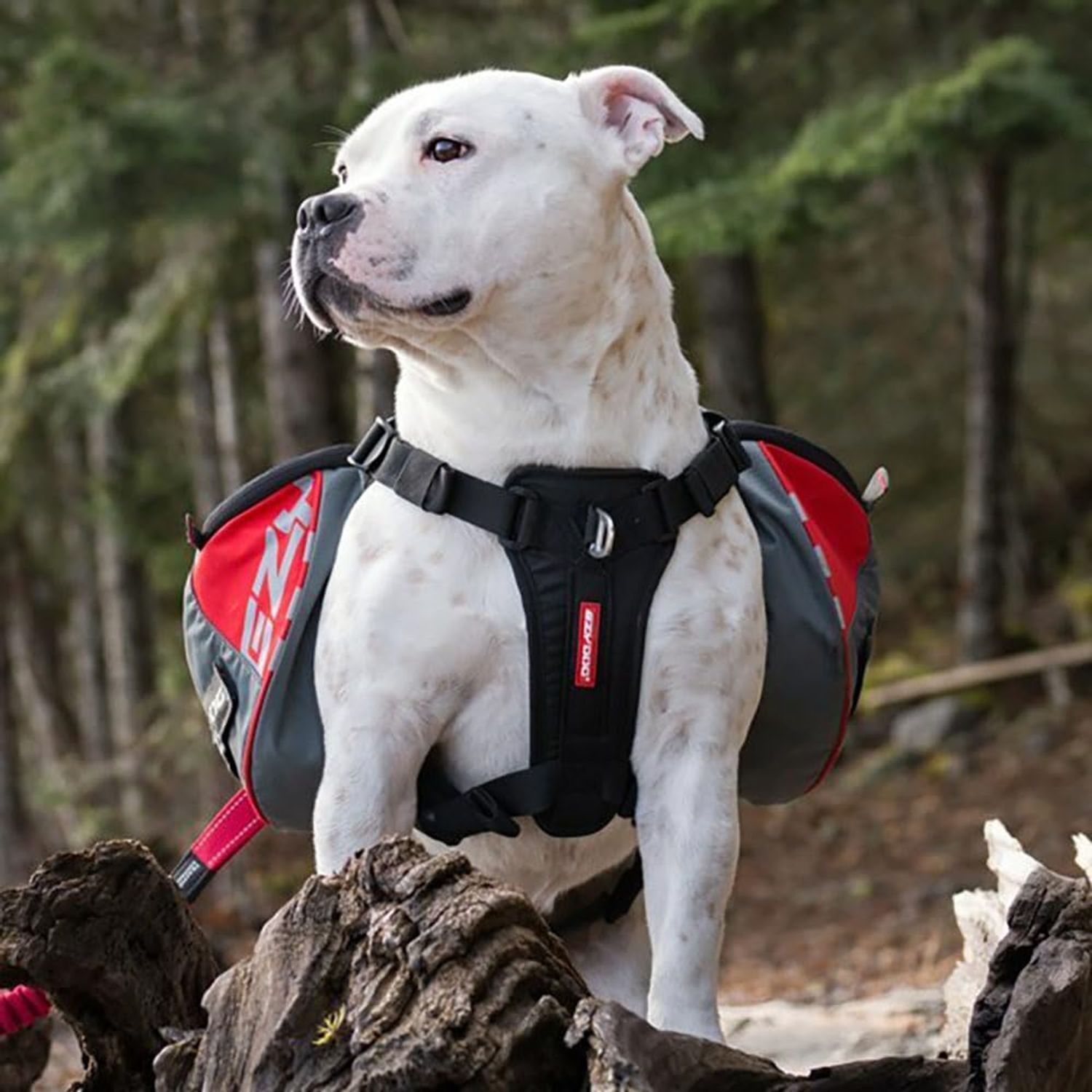 EzyDog Summit Outdoor Dog Backpack - Reflective and Incorporates a Chest Plate Harness - Easy Access Saddlebags with Superior Storage Capacity and Comfort - Front Pull Ring (Red/Gray, Small)