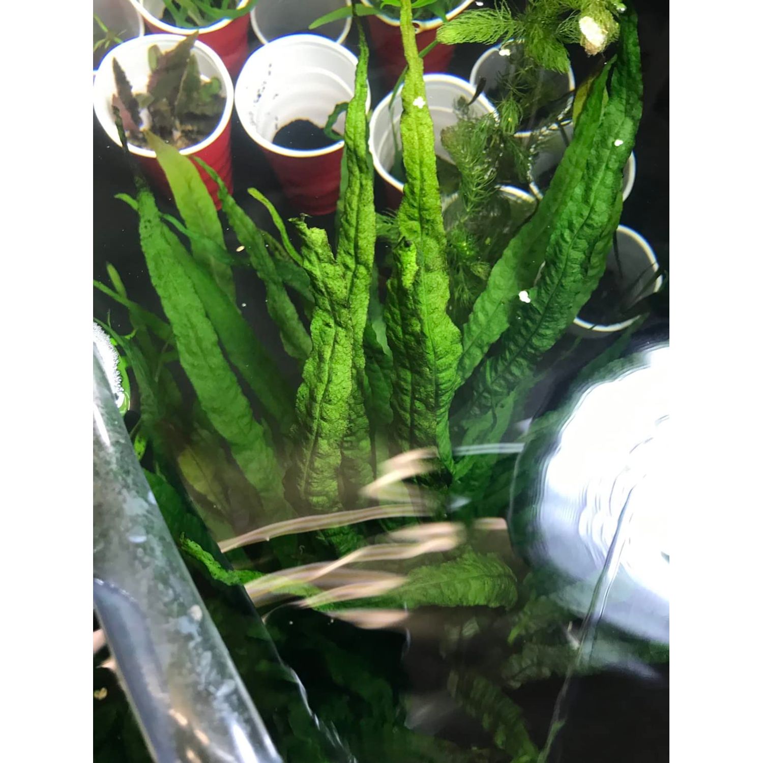 Marcus Fish Tanks - 3X Java Fern Microsorum Pteropus Easy Live Aquarium Plants Aquatic Fish Tank Plants