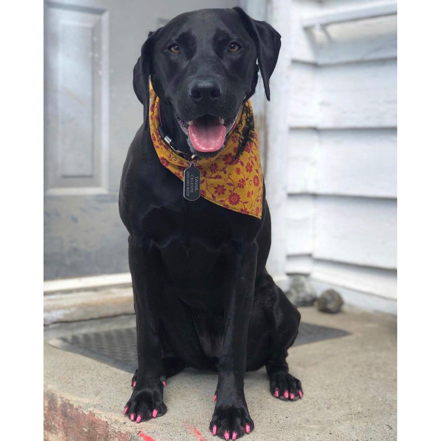 Warren London Pawdicure Dog Nail Polish Pens | Quick Dry, Low Odor, Non-Toxic Dog Accessories | Ideal for Dog Birthday, Dog Costume | Made in USA | 13 Colors | Neon Pink