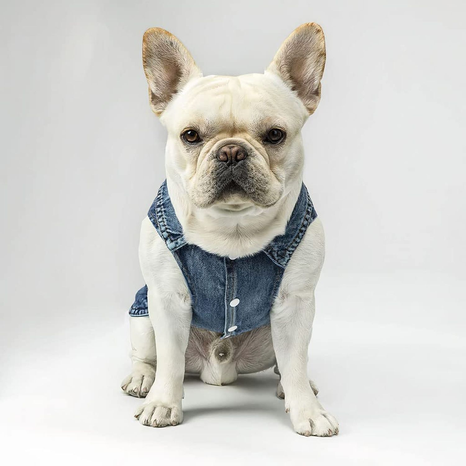 Let's Go Camping Dog Denim Vest - Tent Dog Denim Jacket - Camping Dog Clothing - L