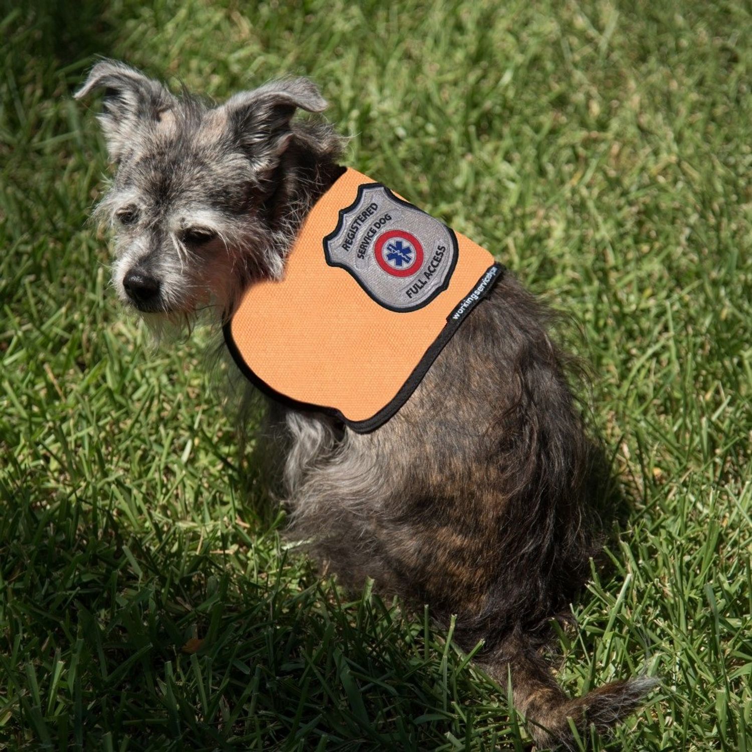 Registered Service Dog Vest - for Smaller Service Dogs (XX Small: 4-7 Pounds, Red) - Includes 5 Federal Law Cards