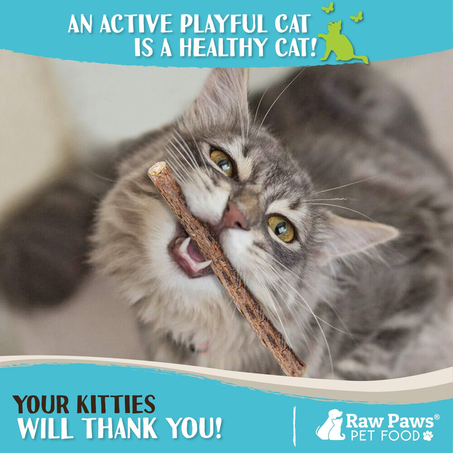 Raw Paws Silvervine Sticks, 30 ct - Silvervine Cat Toys for Indoor Cats - Catnip Sticks - Matatabi Cat Chew Stick - Silvervine for Cats, Silver Vine Sticks Cat Kicker Toy, Cat Toy Silvervine