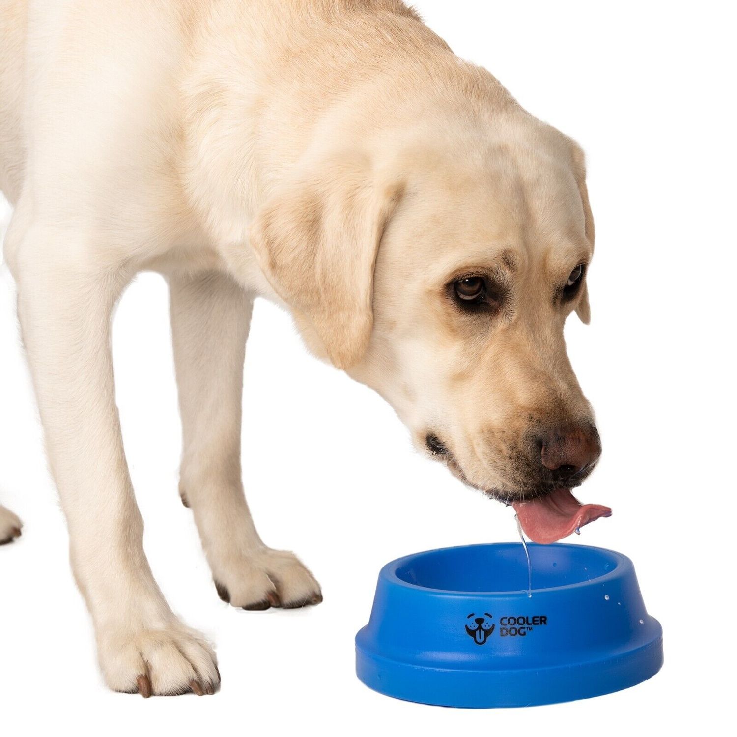 CoolerDog Freezable Dog Bowl