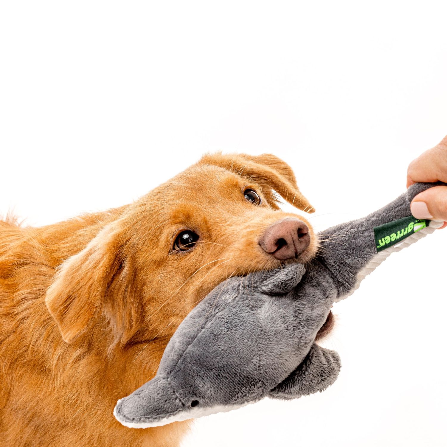 GRRREEN Ocean Collection Dog Toys | Medium Sized Destiny The Dolphin | Cute, Durable, & Sustainable Plush Chew Toys for Dogs | Made from Eco Friendly & Recycled Materials | Go Green!