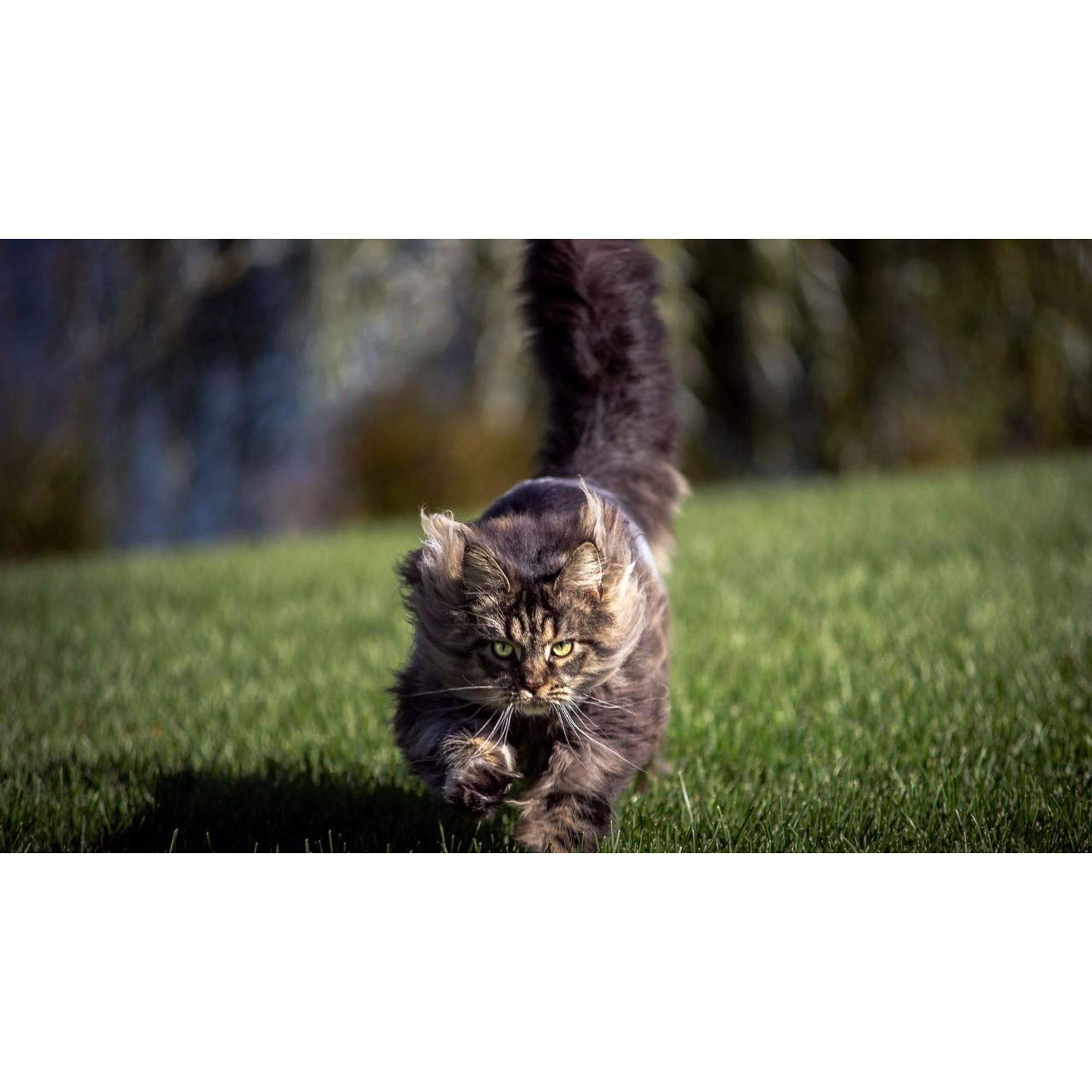 I LOVE MY PETS LLC cat Joint Supplements - CAT Hip and Joint Support - Best Strong Formula - glucosamine chondroitin Cats - 240 Treats (2 Bottles)