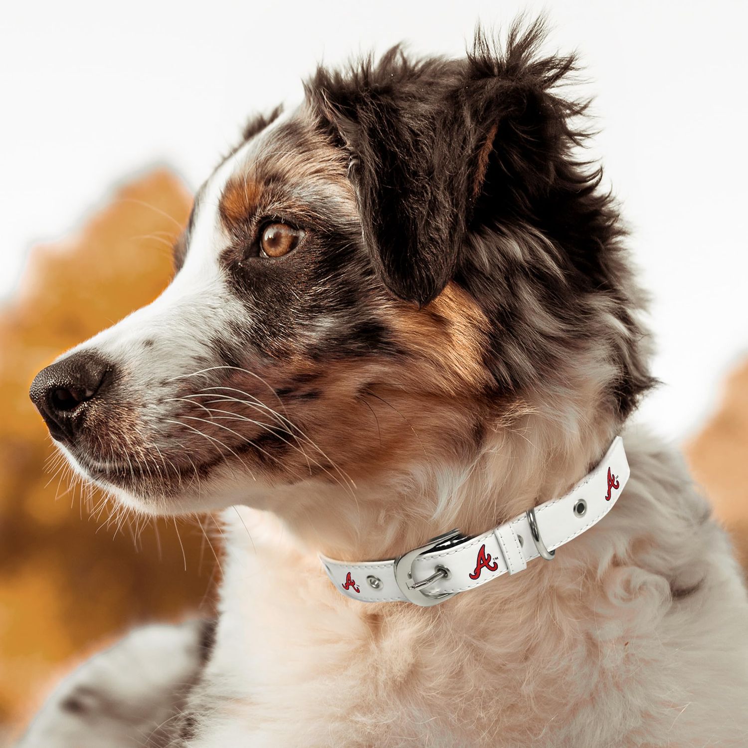 MLB Dog Collar Atlanta Braves New Signature PRO PVC-Leather Premium Pet Collars Extra Tough & Durable! Super Stylish! Size: Large Adjustable 20-29" Length x 1" Width