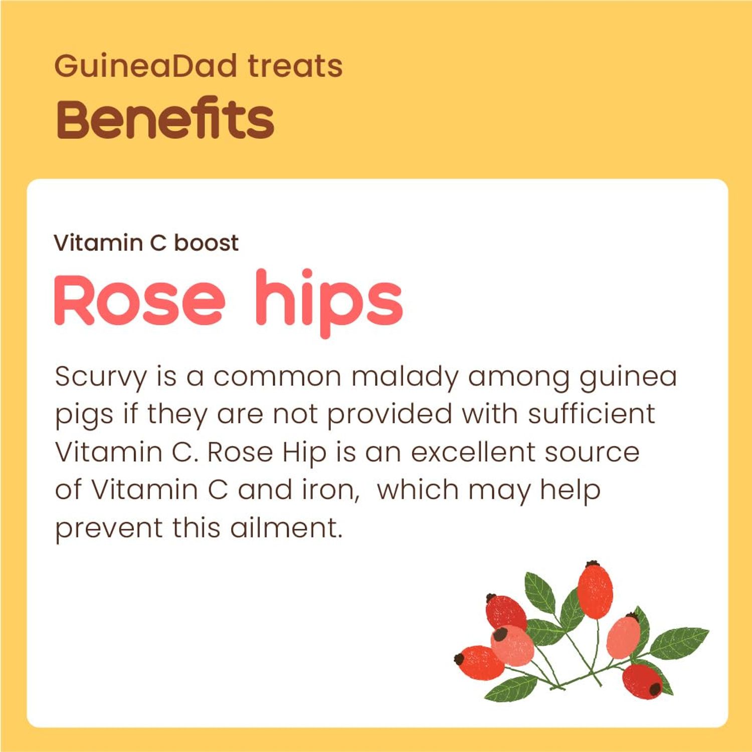 GuineaDad Organic Guinea Pig Herbal Treats - Guinea Pig Food with Convenient Packaging - Rose Hip Flavor - 10 fl. oz - Guinea Pig Treats Help with Bonding - High in Nutrition, Immune Support - Small