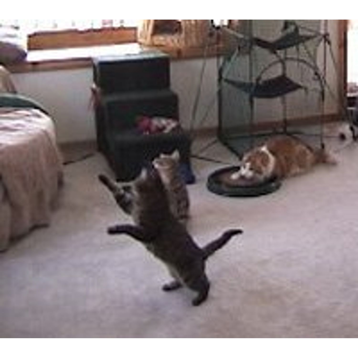 CoolCyberCats Da Bird Pull Apart Value Pack (1 Pull Apart Da Bird Pole Cat Toy & 2 Extra Guinea Feather Refills)