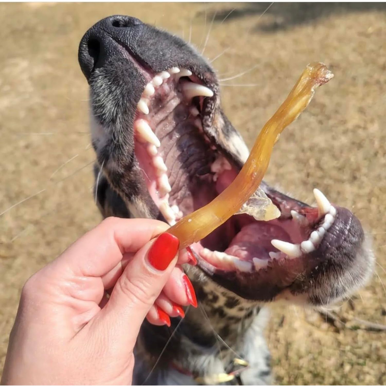 Green Butterfly Brands Beef Tendons for Dogs Made in USA. 6-10 Inch Grass Fed Farm-Raised American Beef Dog Treats. All Natural Dog Dental Chews. Grain Free Odor-Free Beef Dog Chews (8 OZ)