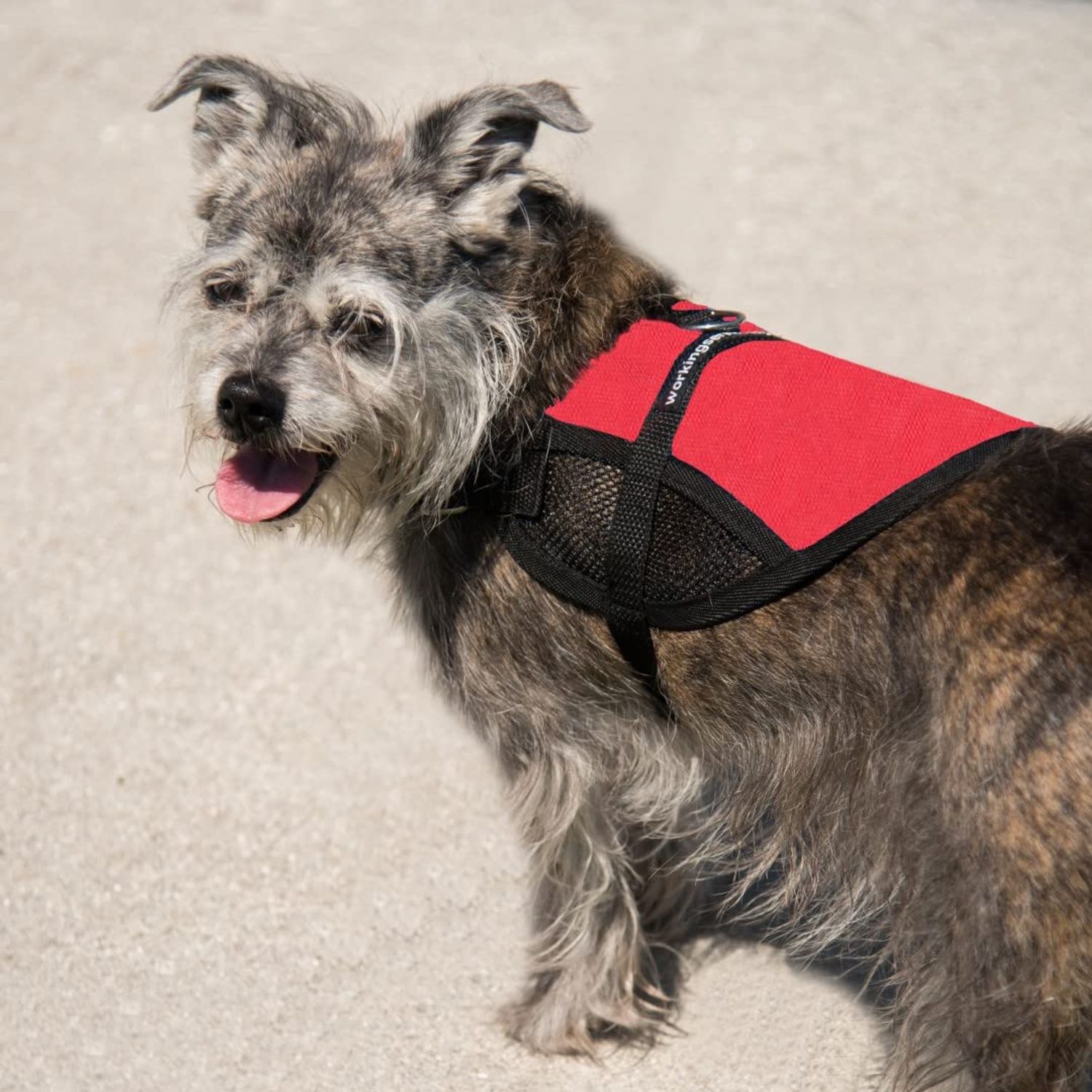 Mesh Dog Vest | Lightweight Cooling Dog Harness | No Pull Dog Harness | Includes Two Pet Emergency Care Cards (Red, 32" - 36" Girth)