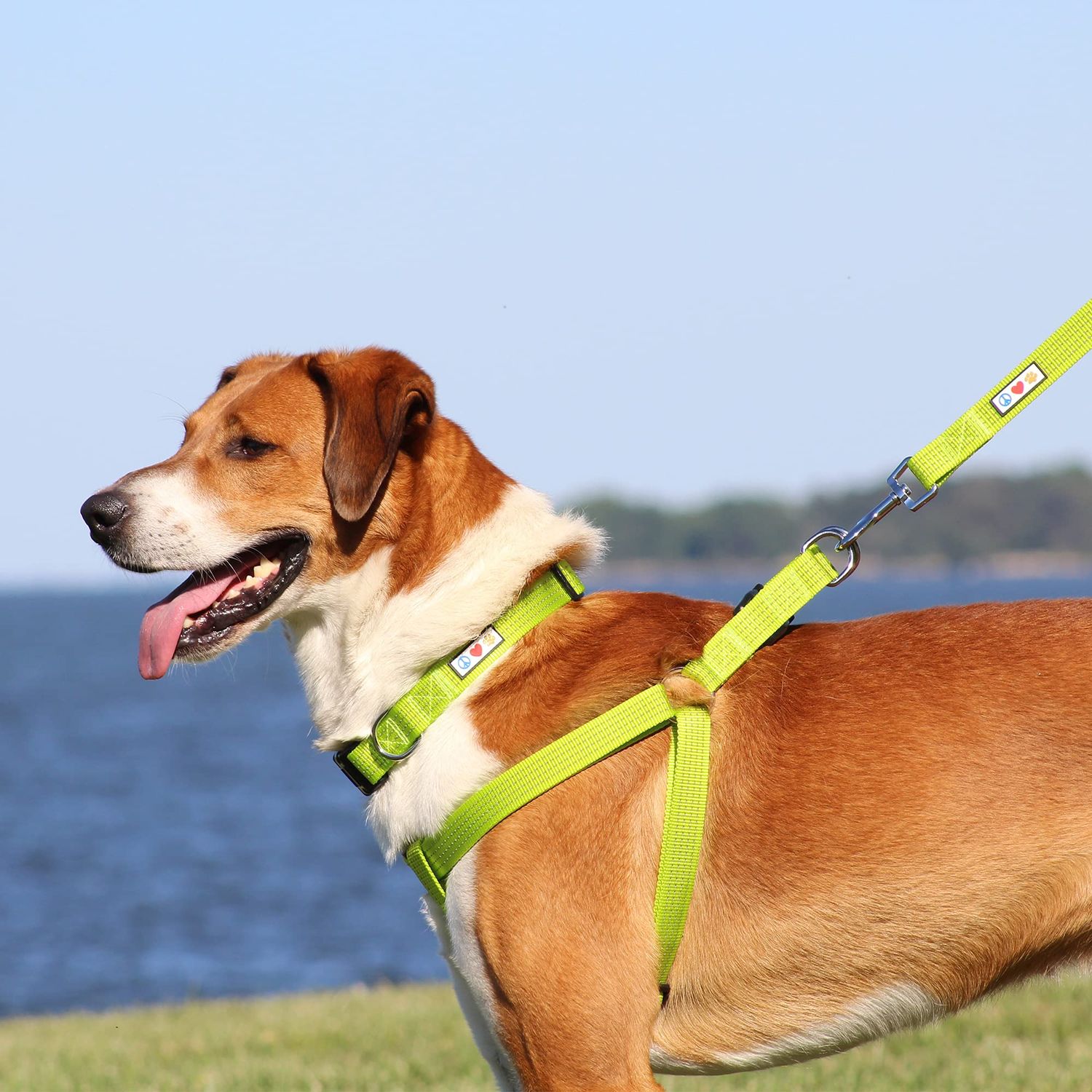 Pawtitas Reflective Step in Dog Harness or Reflective Vest Harness, Comfort Control, Training Walking of Your Puppy/Dog Large Dog Harness L Teal Dog Harness