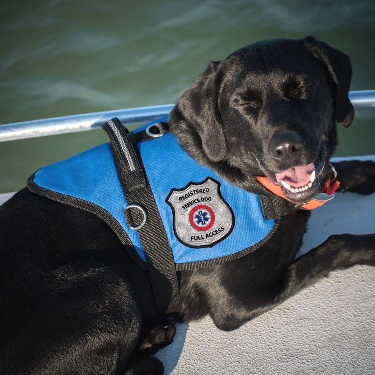Registered Service Dog Sew On Patch - Includes Five Service Dog Law Handout Cards – for Service Dog Vest or Harness