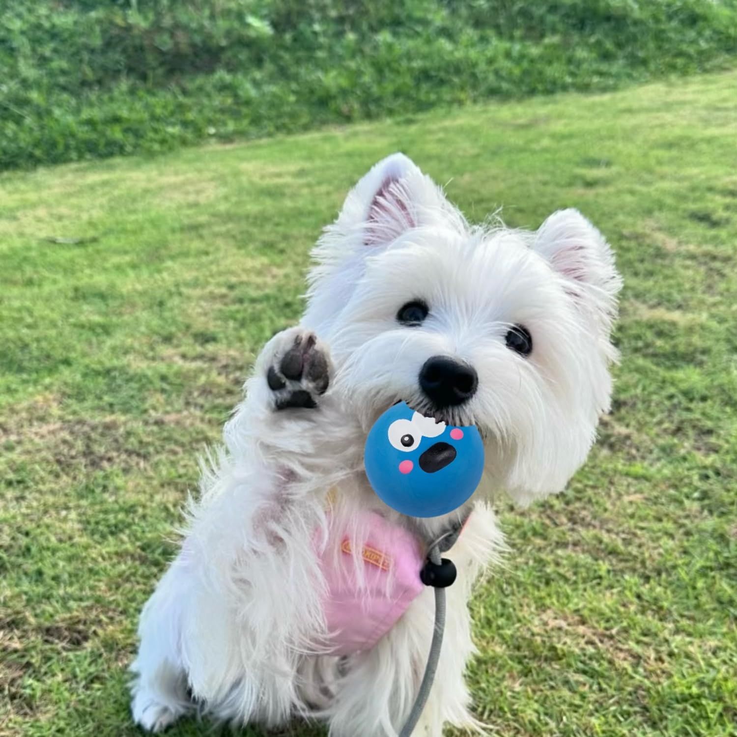 TTMIMIK Ferret Rubber Squeaker Toy Balls Latex Puppy Cat Toy Lovely Interactive Play Tough Teething Toys Big Eyes Printed Ball Washable 4 Pack (4 Pcs)