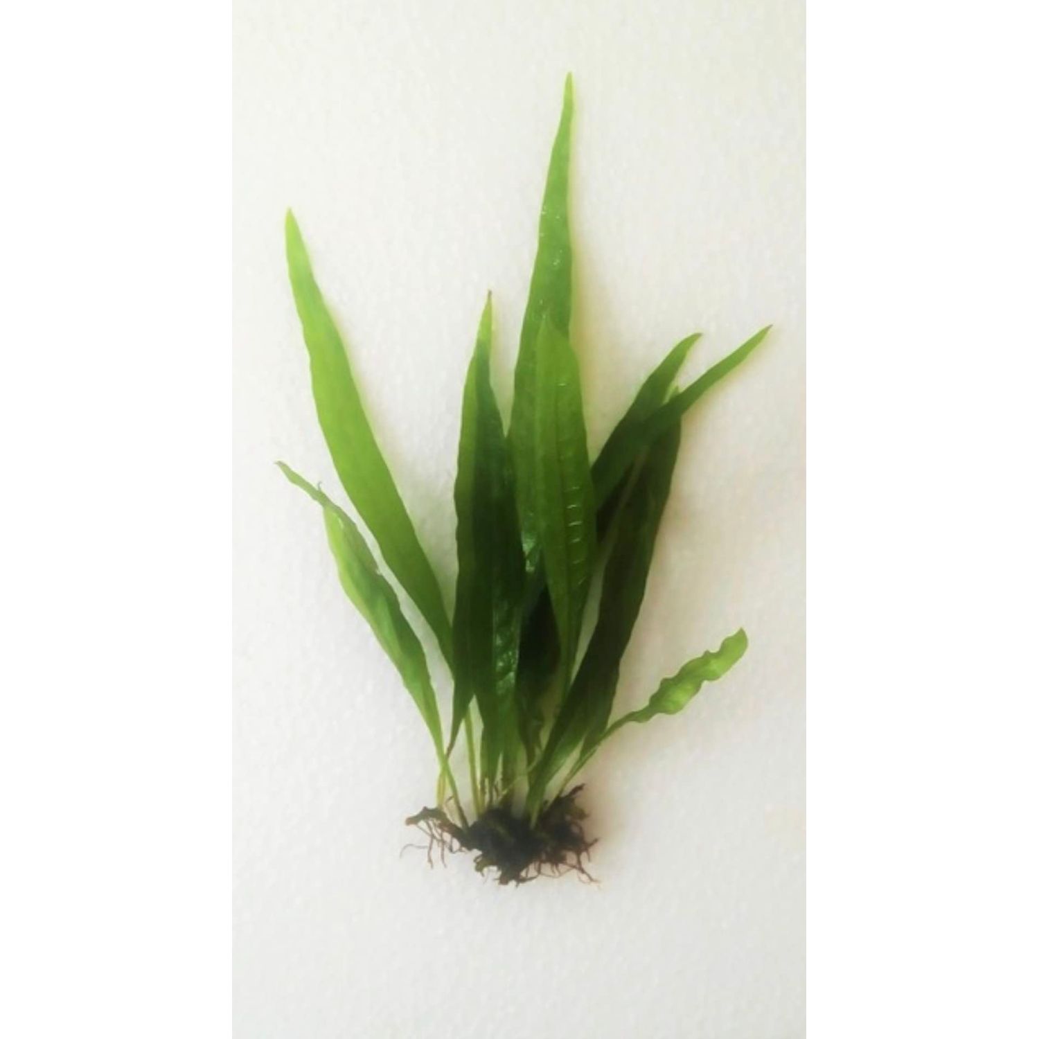 Marcus Fish Tanks - 3X Java Fern Microsorum Pteropus Easy Live Aquarium Plants Aquatic Fish Tank Plants