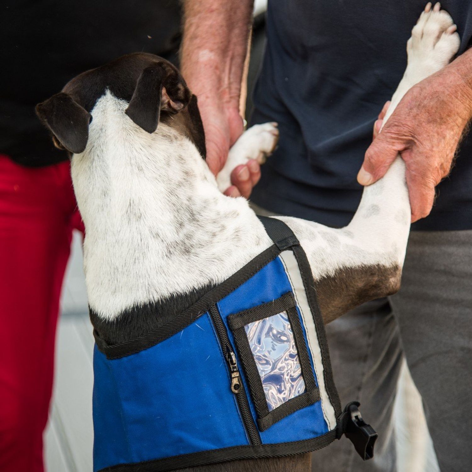 Premium ESA Emotional Support Dog Vest - Reflective - Zipper Pocket - ID Holder - Includes 5 Federal Law ESA Handout Cards (23-29" Girth, Raspberry)
