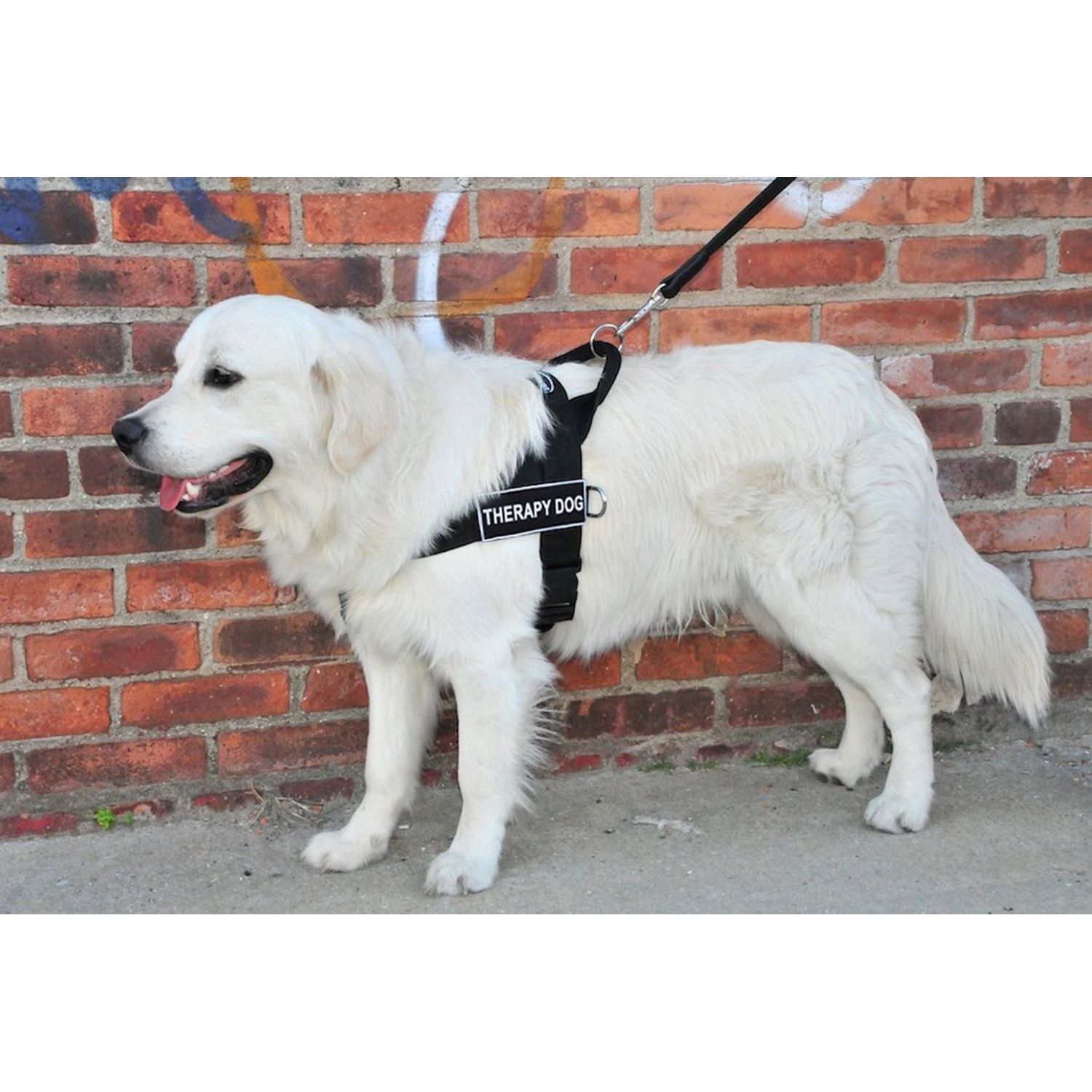 DT Universal No Pull Dog Harness, Therapy Dog, Black, Small, Fits Girth Size: 24-Inch to 27-Inch