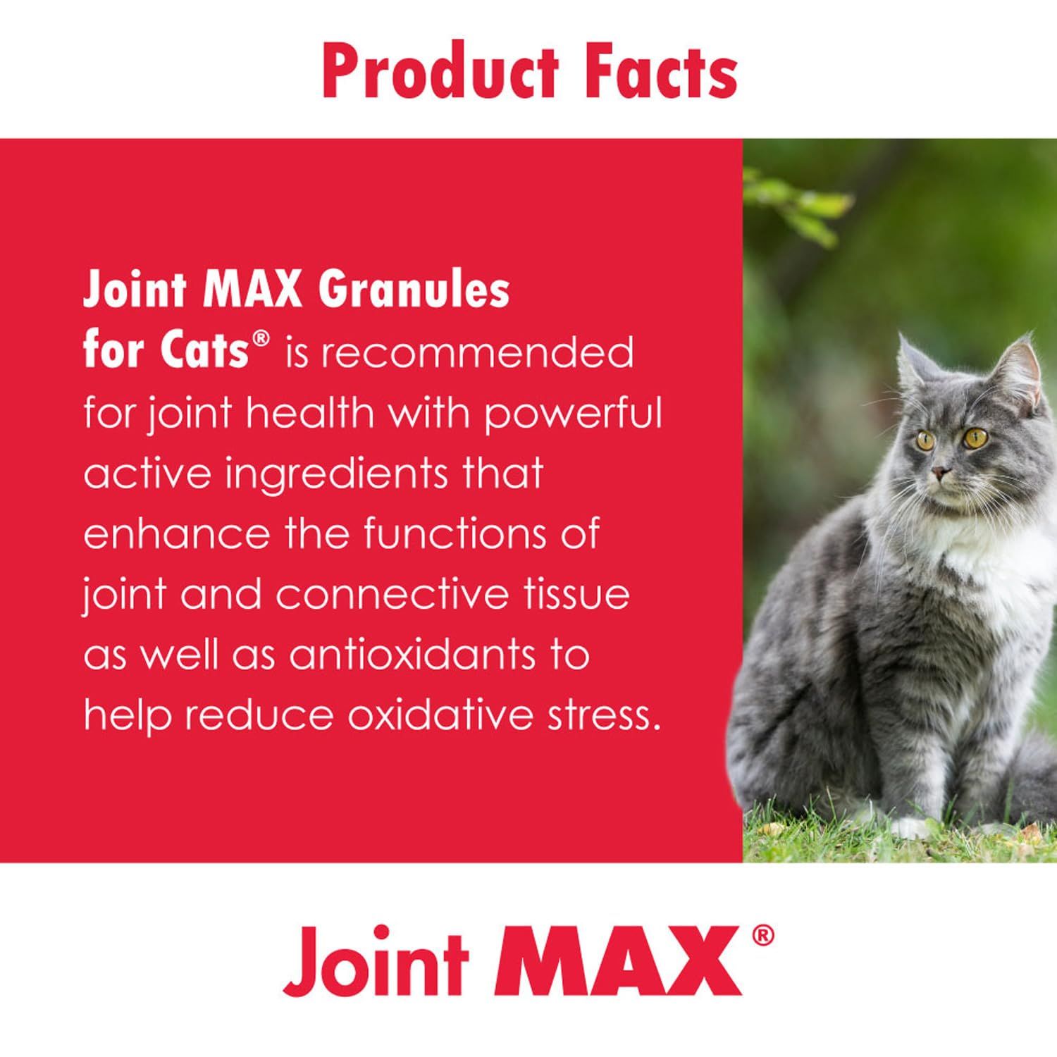 Joint MAX Granules for Cats - Vitamins, Minerals, Antioxidants - Glucosamine, Chondroitin - Chicken Flavor - Maximum Joint Health Supplement for Cats - 60 Doses
