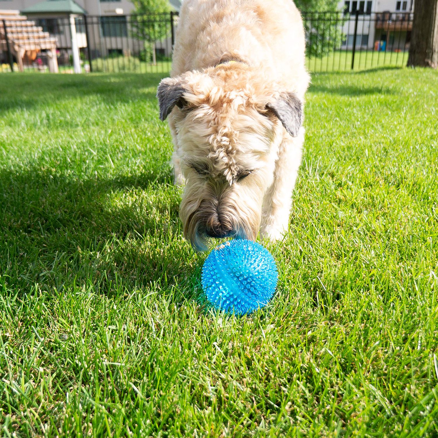 Gnawsome™ 4.5” Spiky Squeaker Ball Dog Toy - Extra Large, Cleans Teeth and Promotes Good Dental and Gum Health for Your Pet, Colors will vary, 4.5"