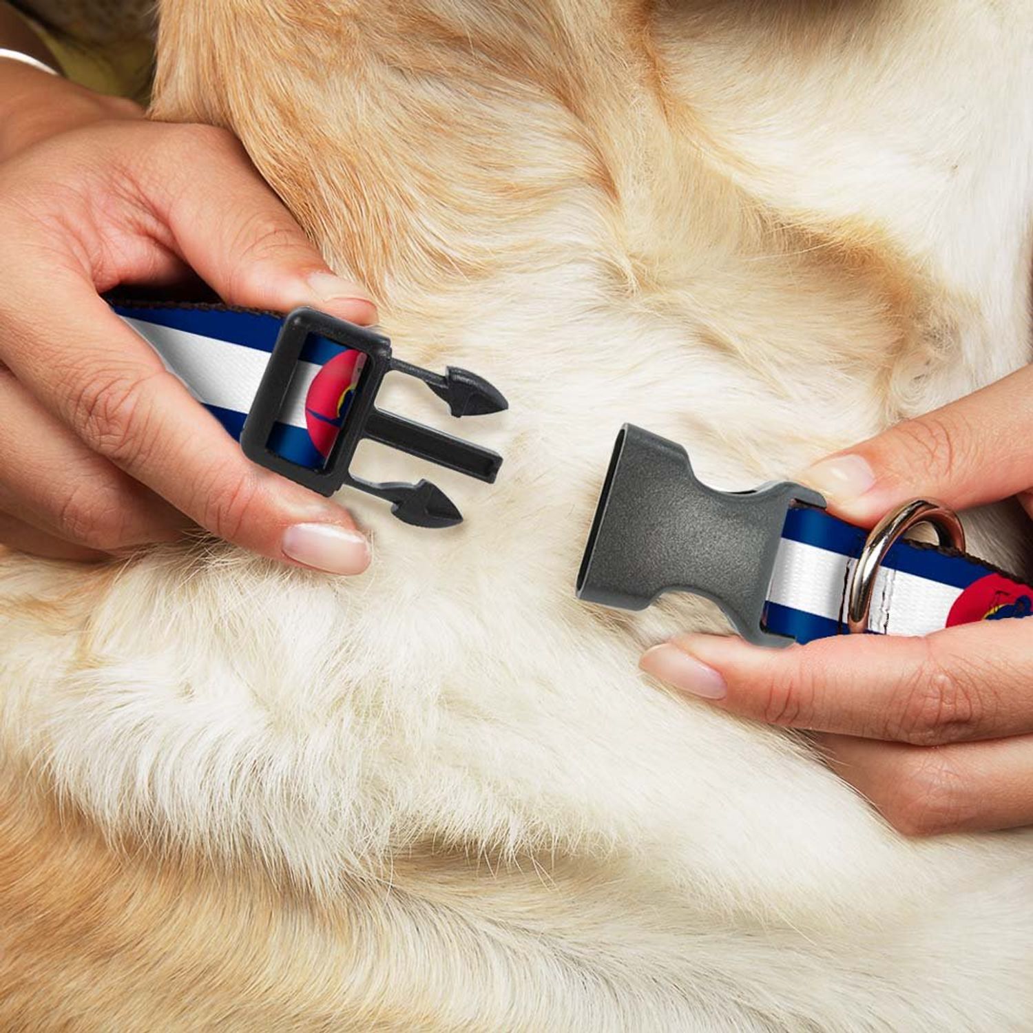 Dog Collar Plastic Clip Colorado Flag Snowboarder Blue White Red Yellow 9 to 15 Inches 1.0 Inch Wide