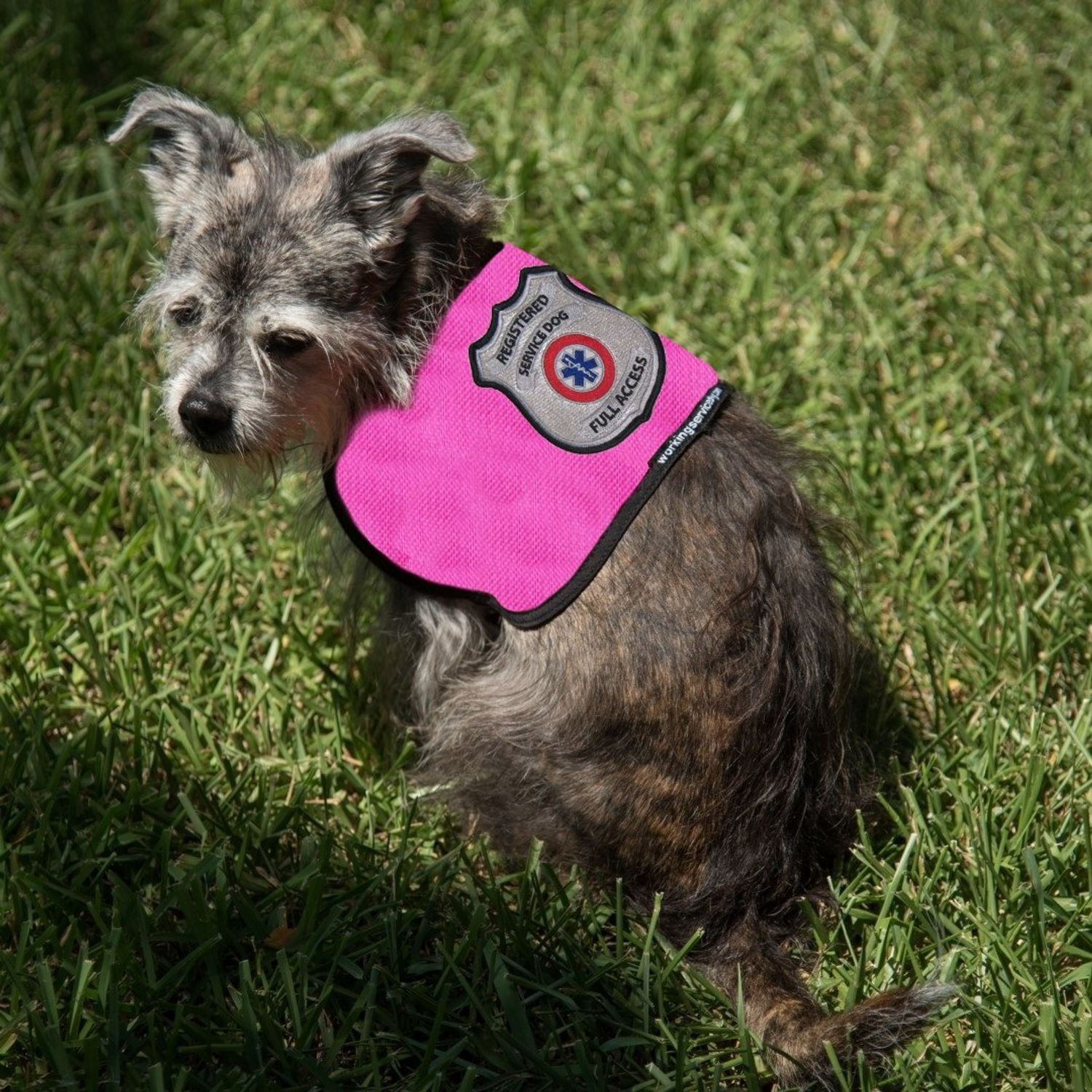 Registered Service Dog Vest - for Smaller Service Dogs (XX Small: 4-7 Pounds, Red) - Includes 5 Federal Law Cards