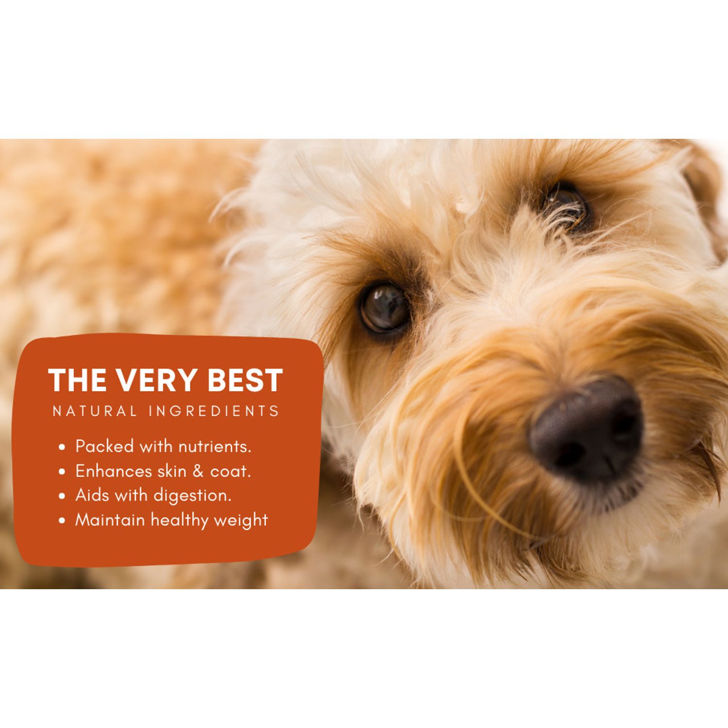 MunchiesPaws Chicken Flavor Allergy Relief Immune Support Dog Treats – 120 Soft