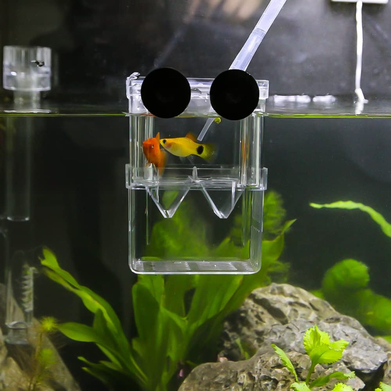 Senzeal Aquarium Fish Breeder Box Plastic Fish Isolation Breeding Box Hatching Incubator Box for Baby Fish Shrimp Clownfish Guppy