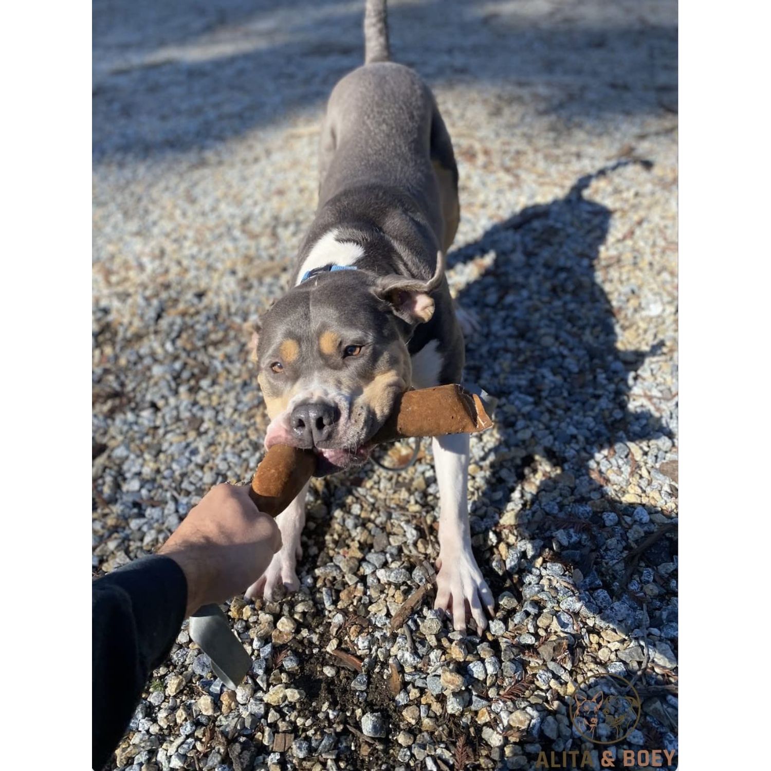 Tug Toy for Dogs- Training or Play - Made with Leather- Alita&Boey